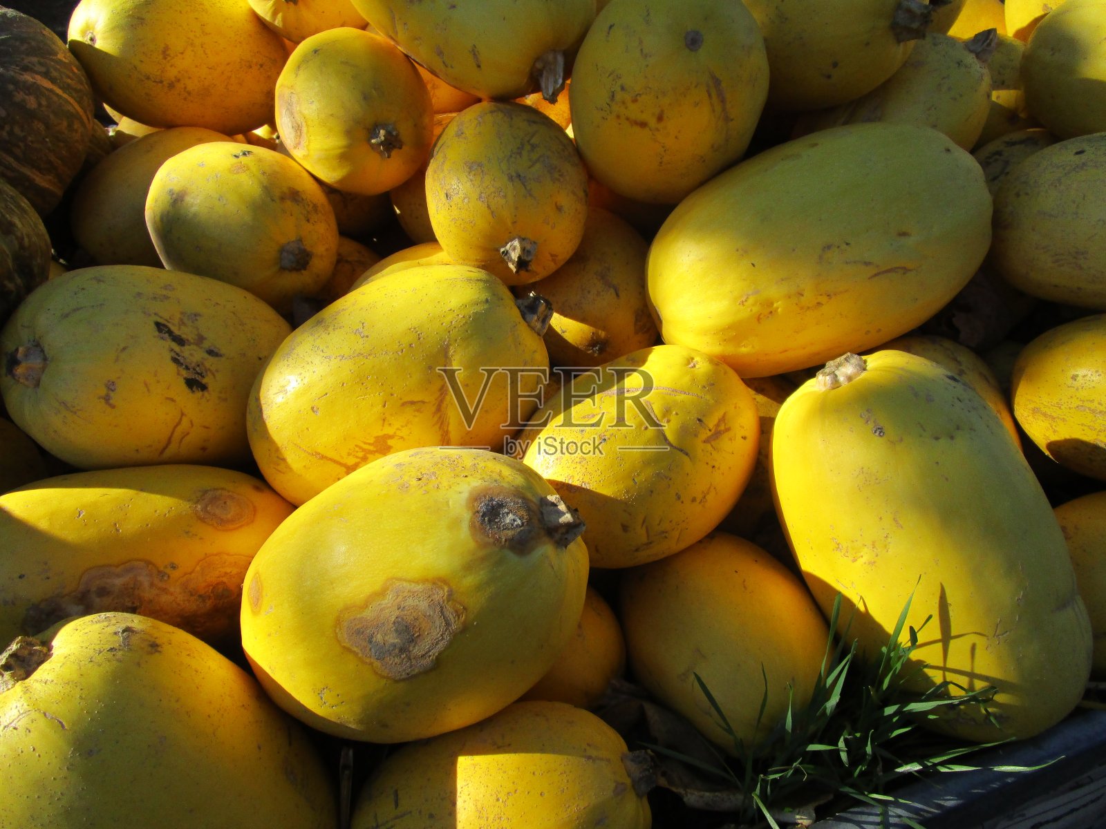 黄色的鱼翅瓜照片摄影图片