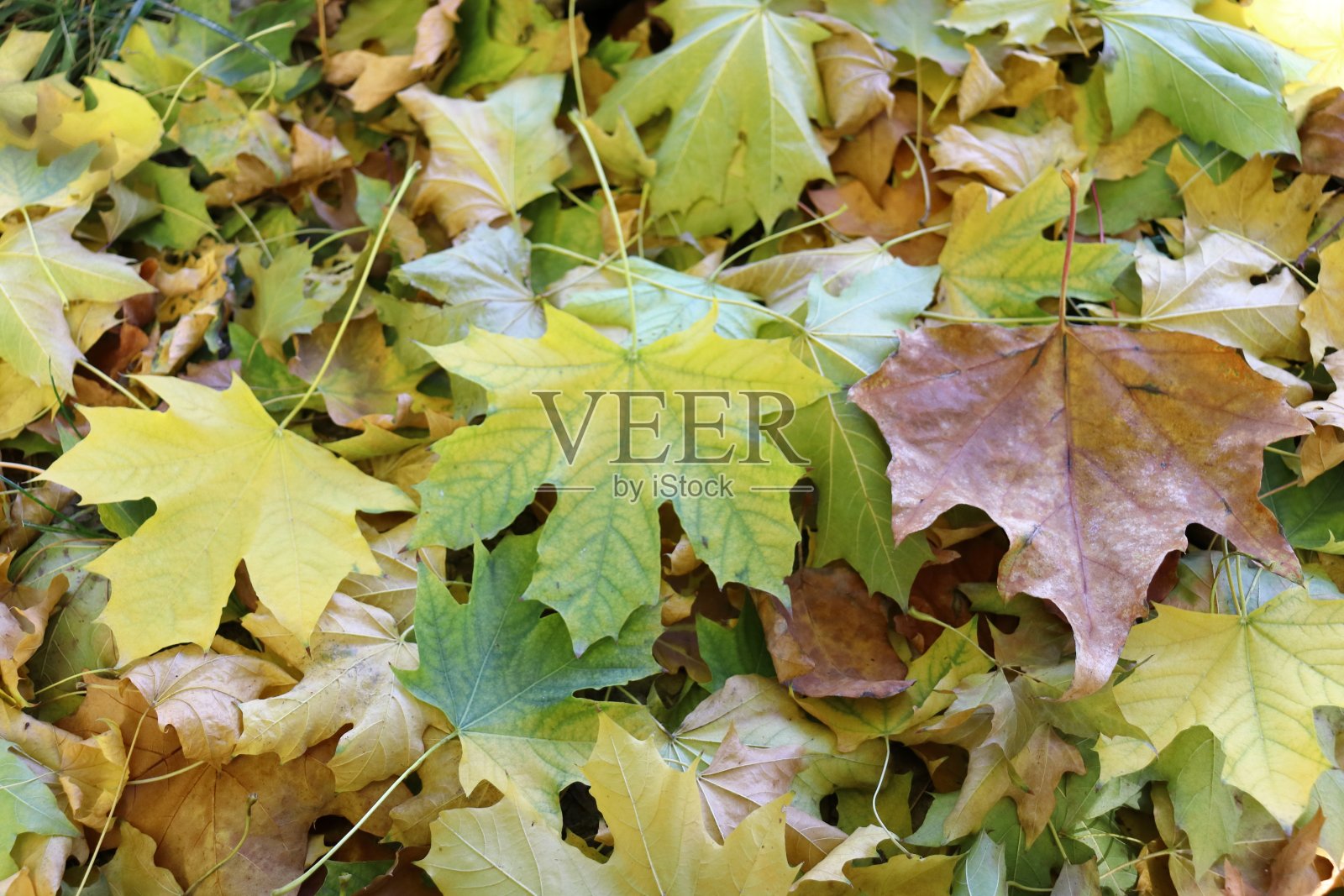 背景与绿叶。照片摄影图片