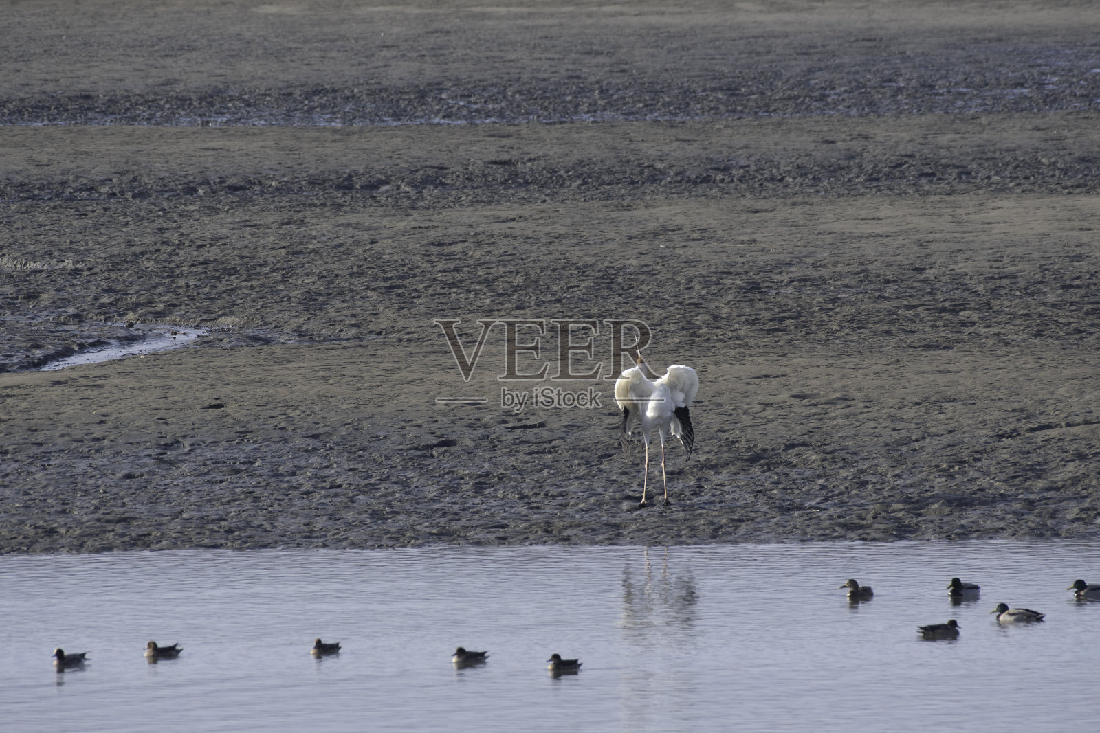 爱媛县中山江口的西伯利亚鹤照片摄影图片