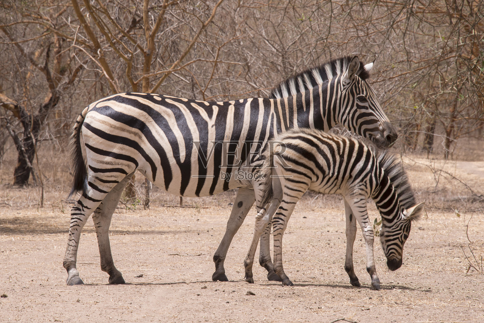 斑马在塞内加尔照片摄影图片