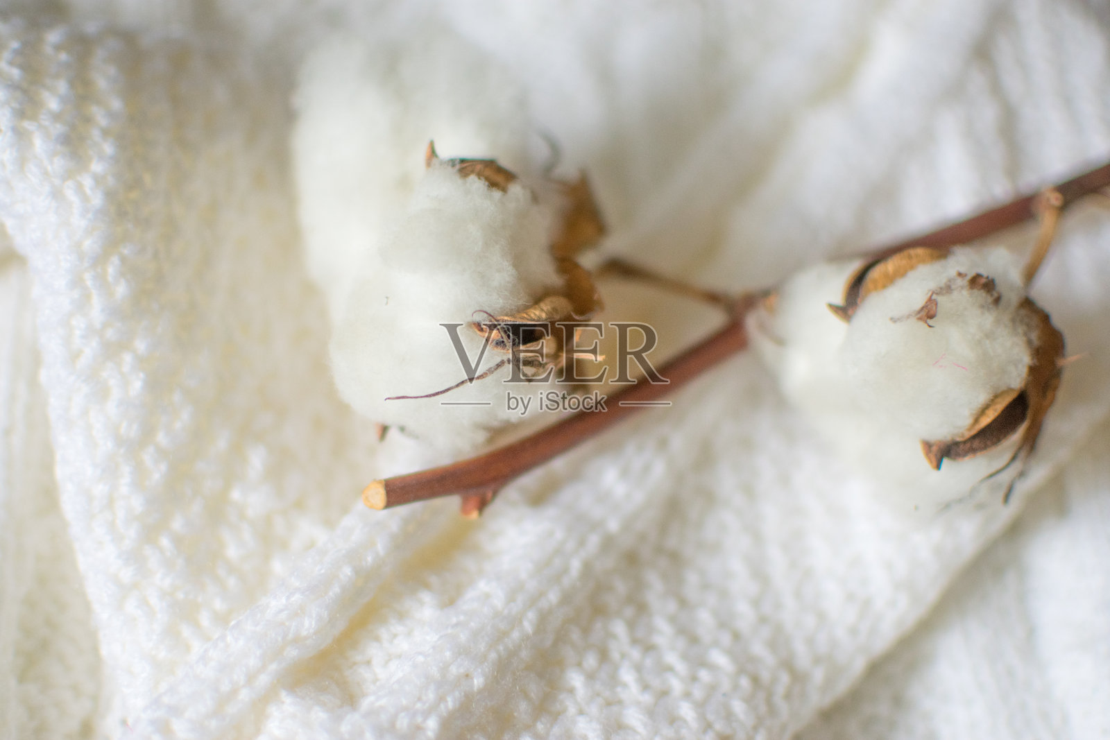 棉花照片摄影图片