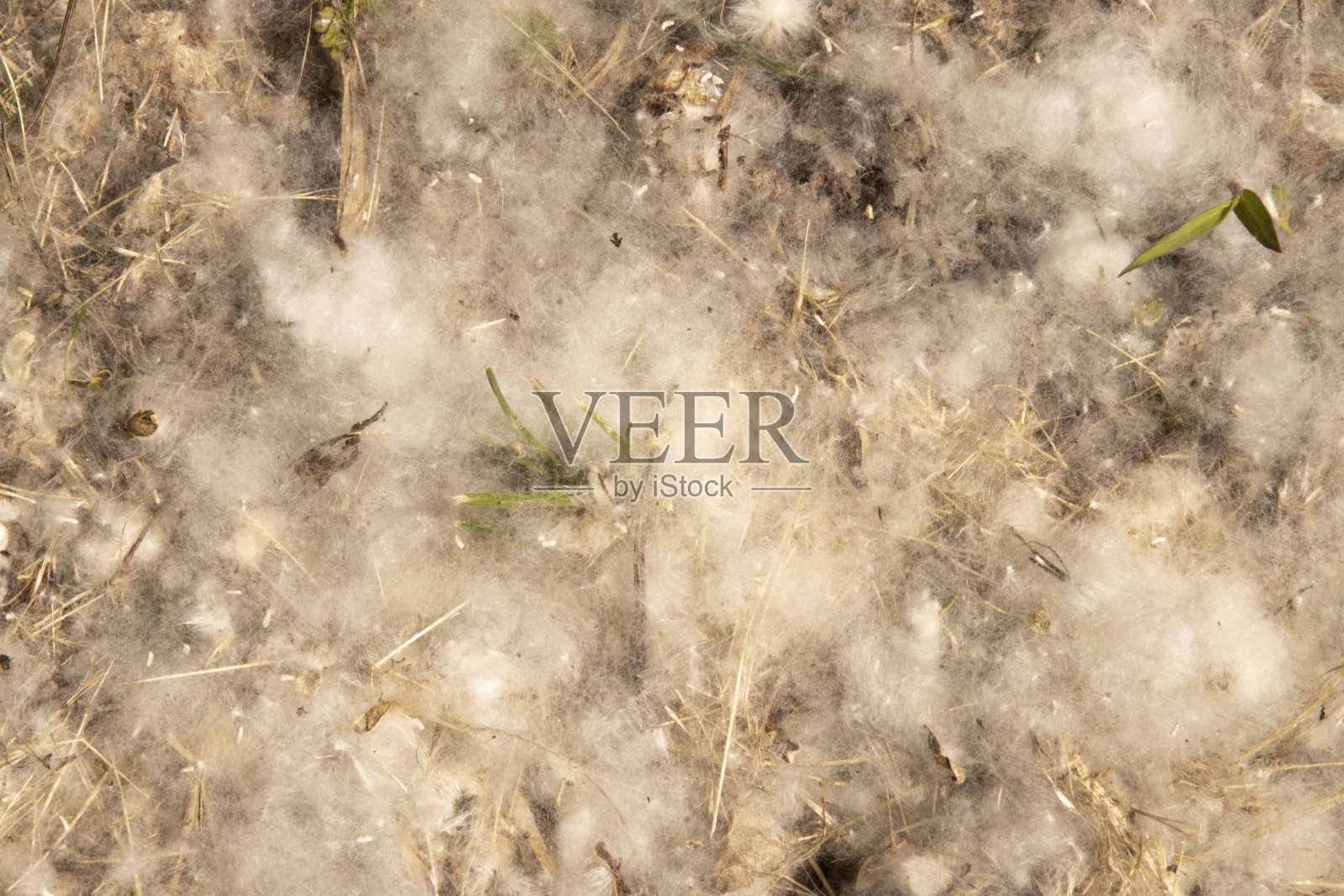 杨木羽绒被夏季过敏杨木花粉羽绒被照片摄影图片