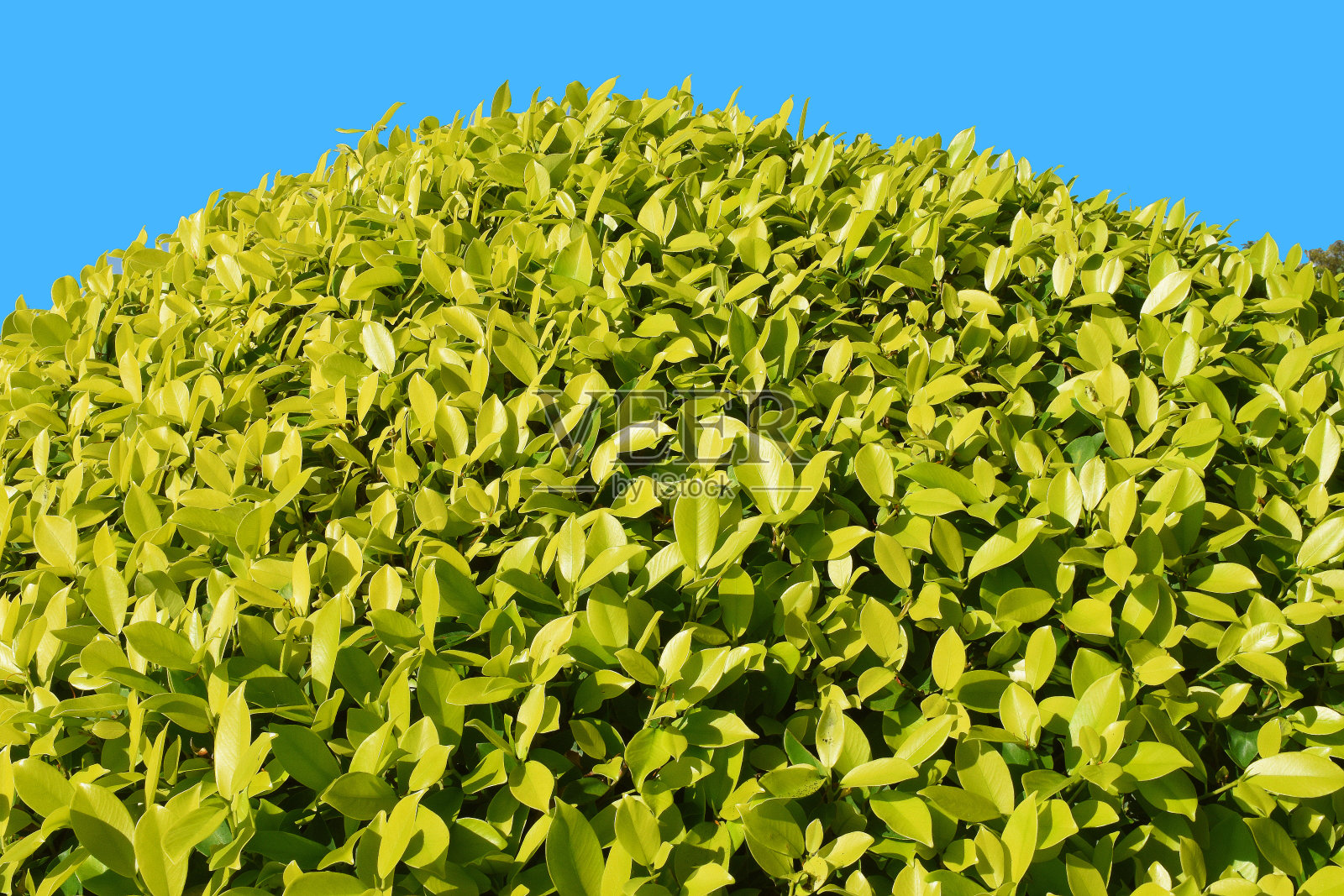 黄杨灌木,Mueang Phrae区,泰国照片摄影图片