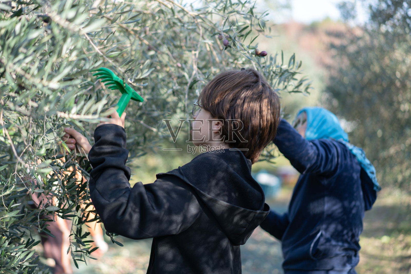 这个男孩和他的家人在橄榄园里采摘橄榄照片摄影图片