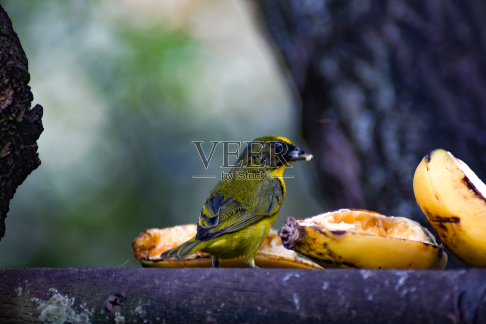 哥伦比亚的鸟类照片摄影图片