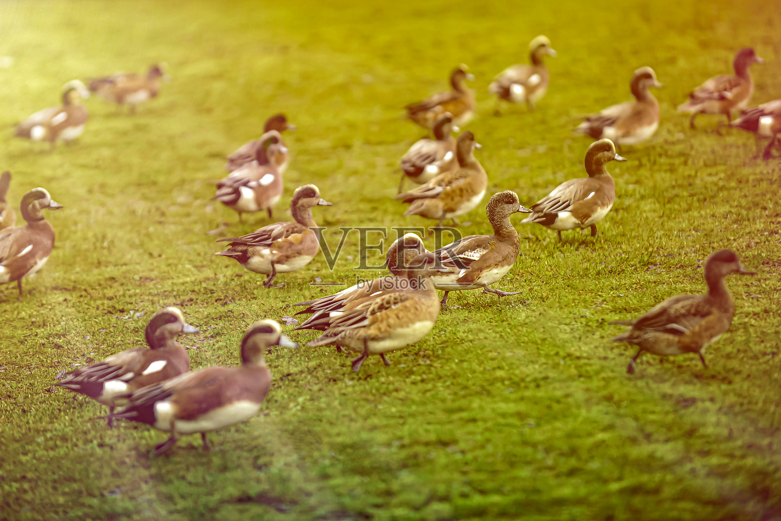 鸭子照片摄影图片