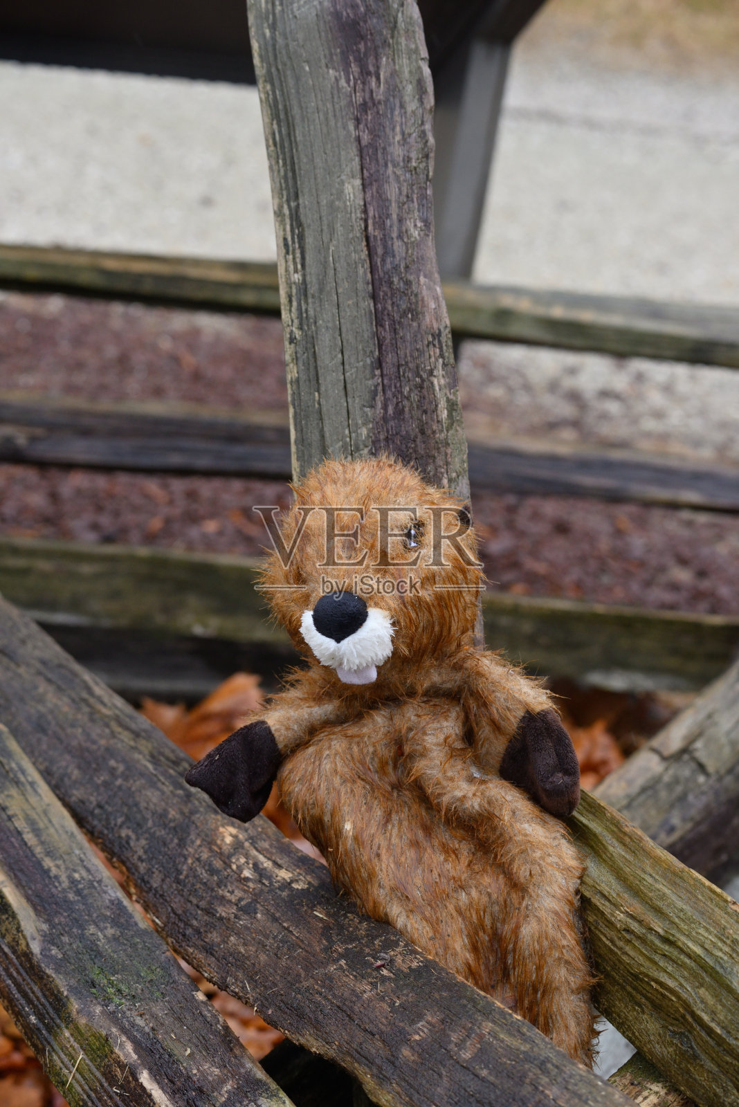 丢失的海狸布偶-我照片摄影图片