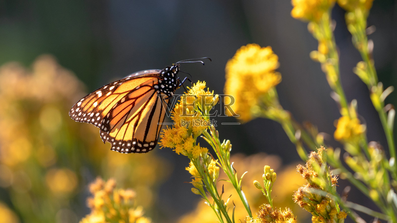 美国加利福尼亚州中部海岸皮斯莫海滩帝王蝶林中的帝王蝶照片摄影图片