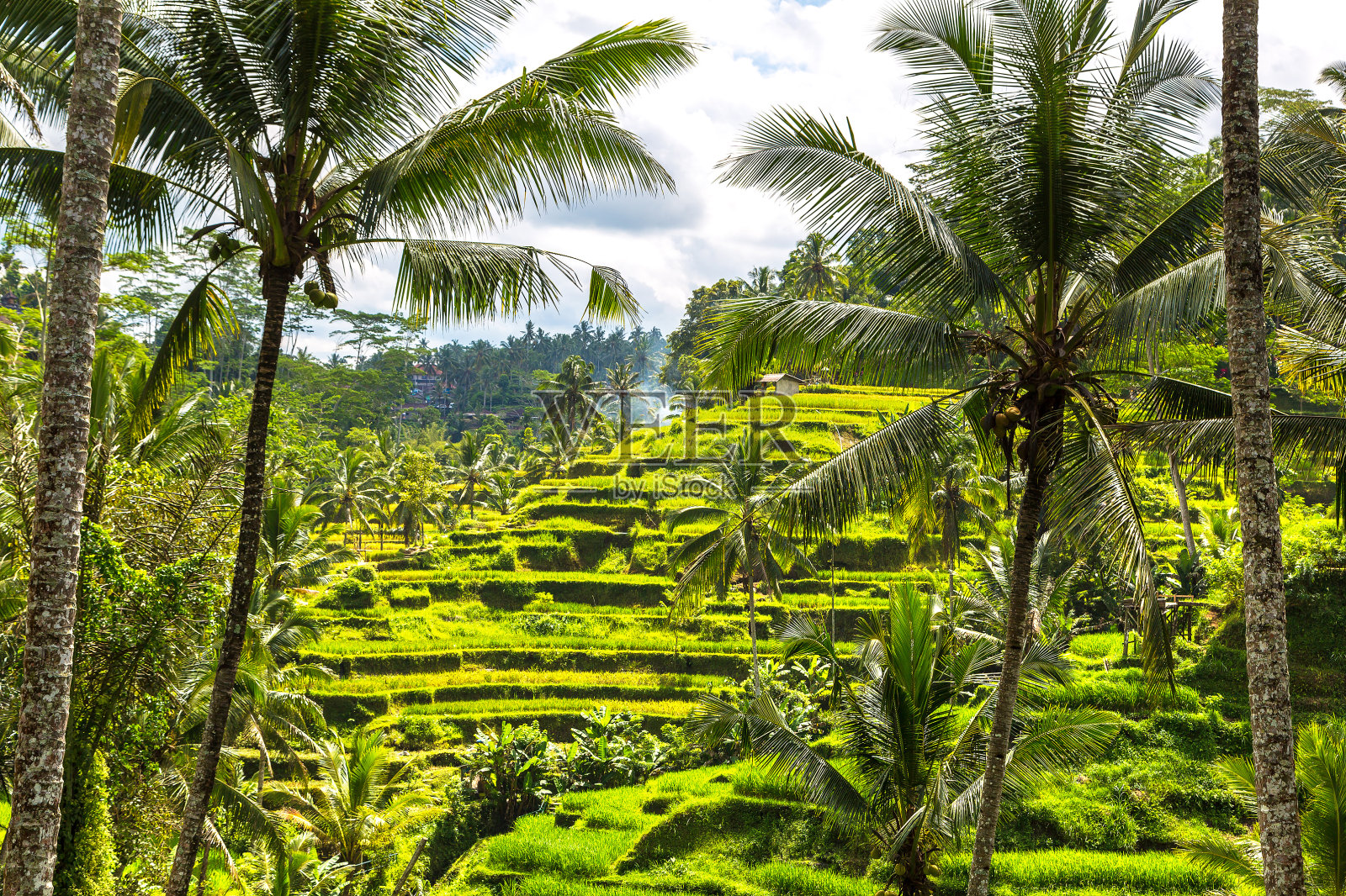 巴厘岛的Tegallalang梯田照片摄影图片