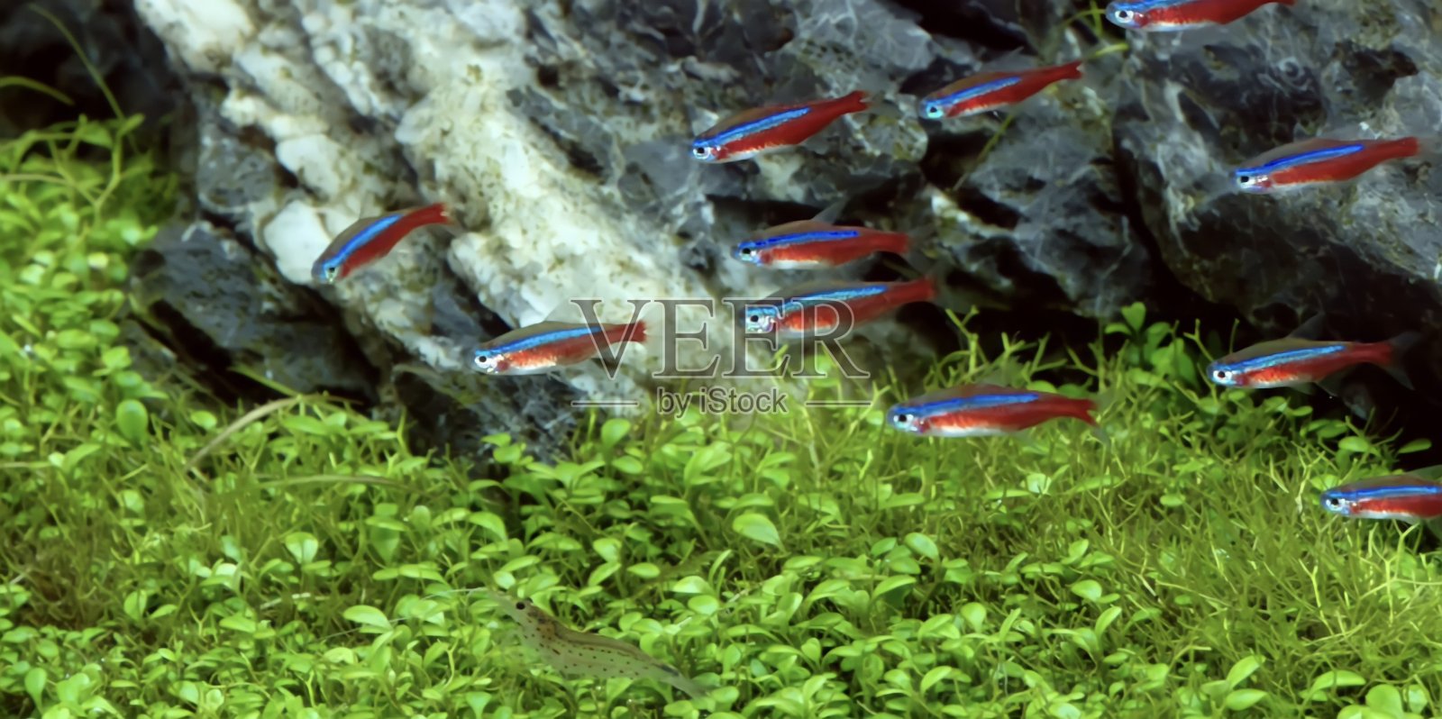 水下照片摄影图片