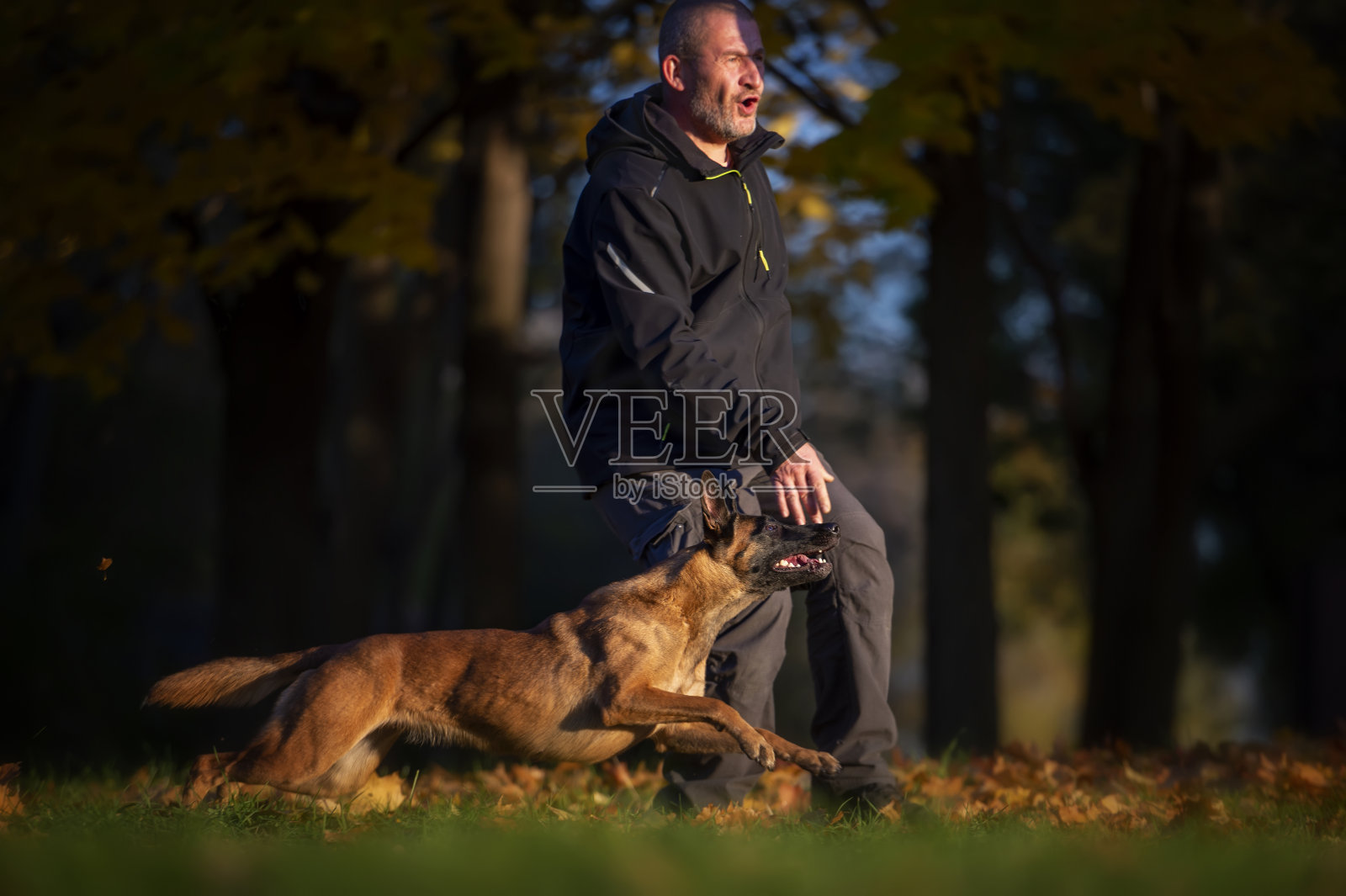 男人在秋天的森林里和比利时牧羊犬玩耍照片摄影图片