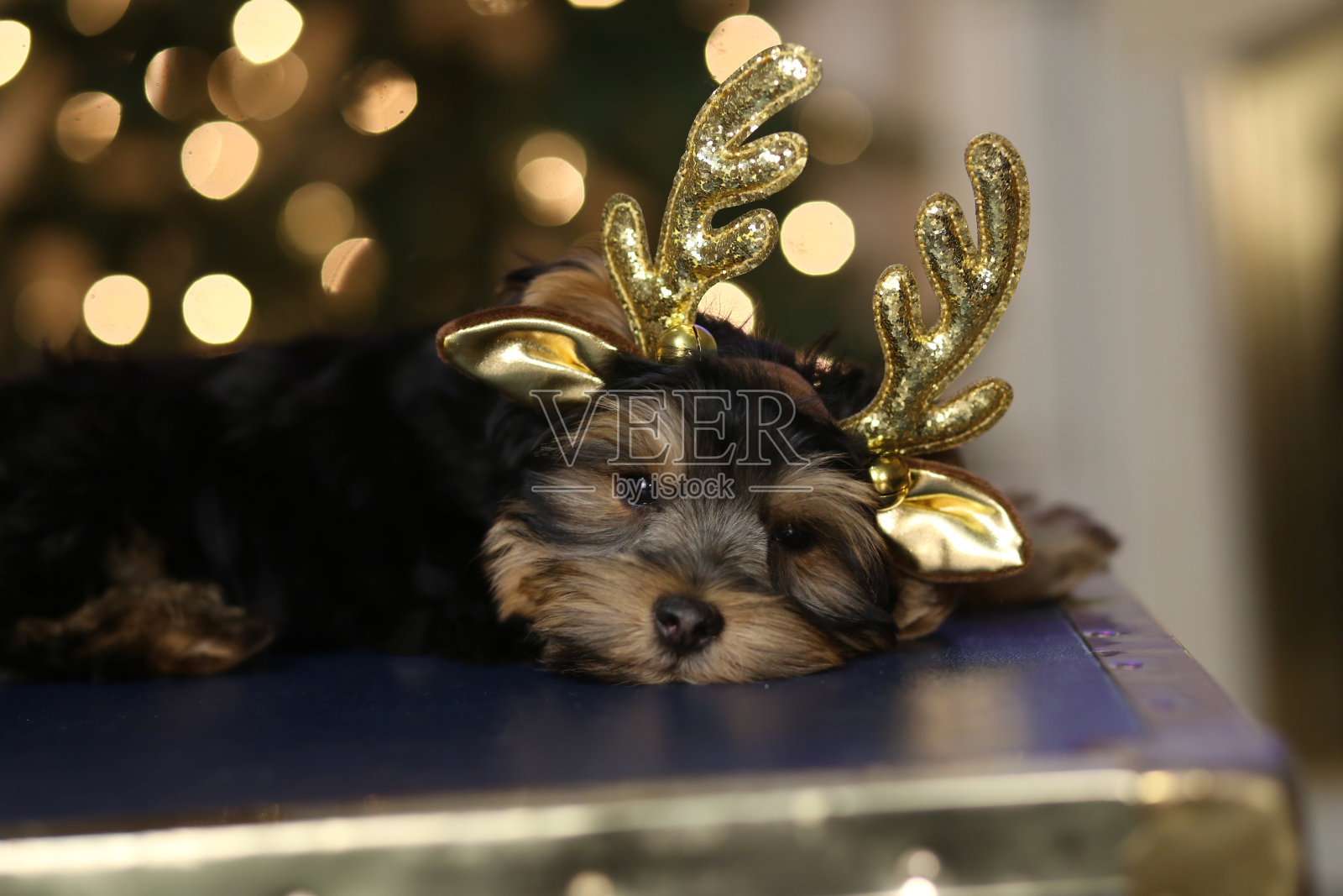 可爱的约克郡的小狗照片摄影图片