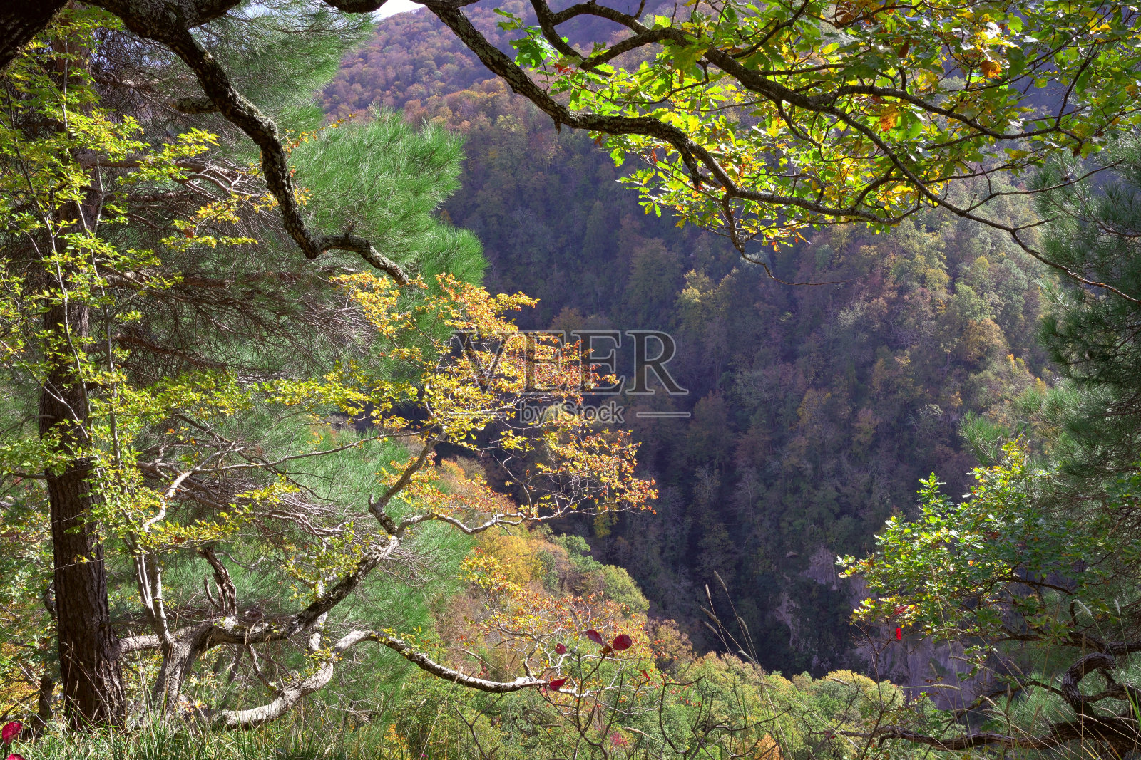 山峡上有树枝照片摄影图片