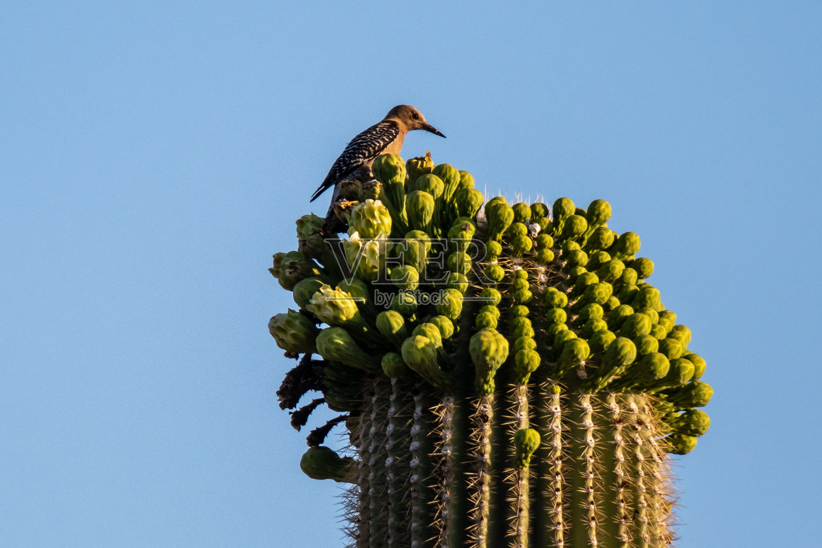 亚利桑那州仙人掌国家公园的一只棕背啄木鸟照片摄影图片