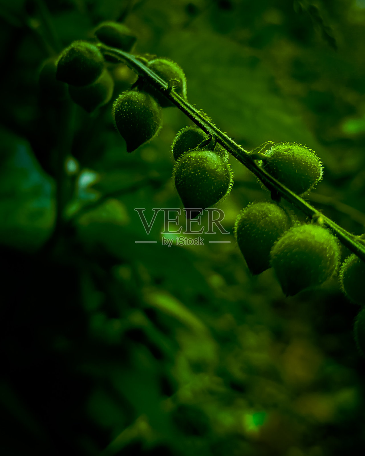 花柄照片摄影图片