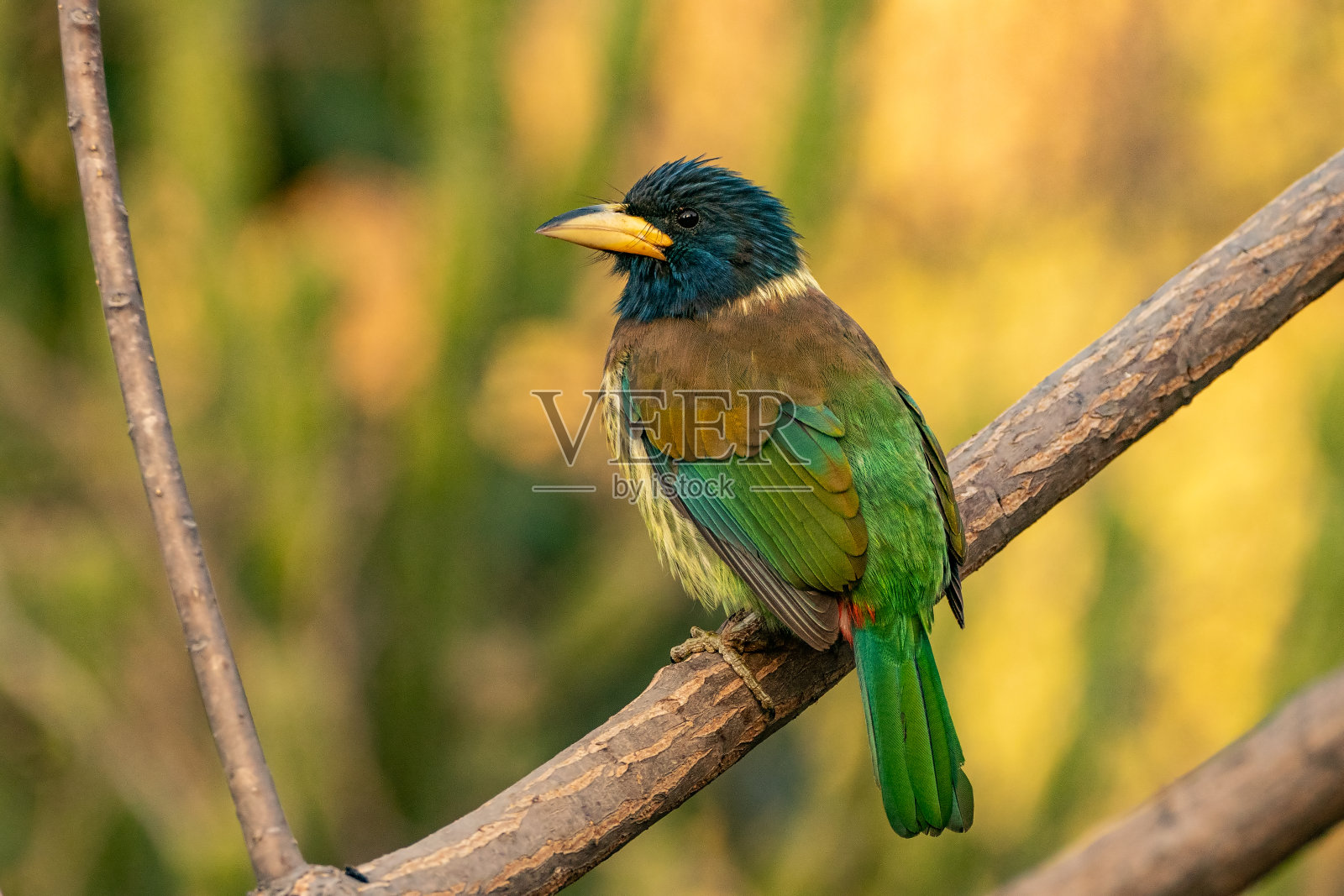 伟大的巨嘴鸟照片摄影图片