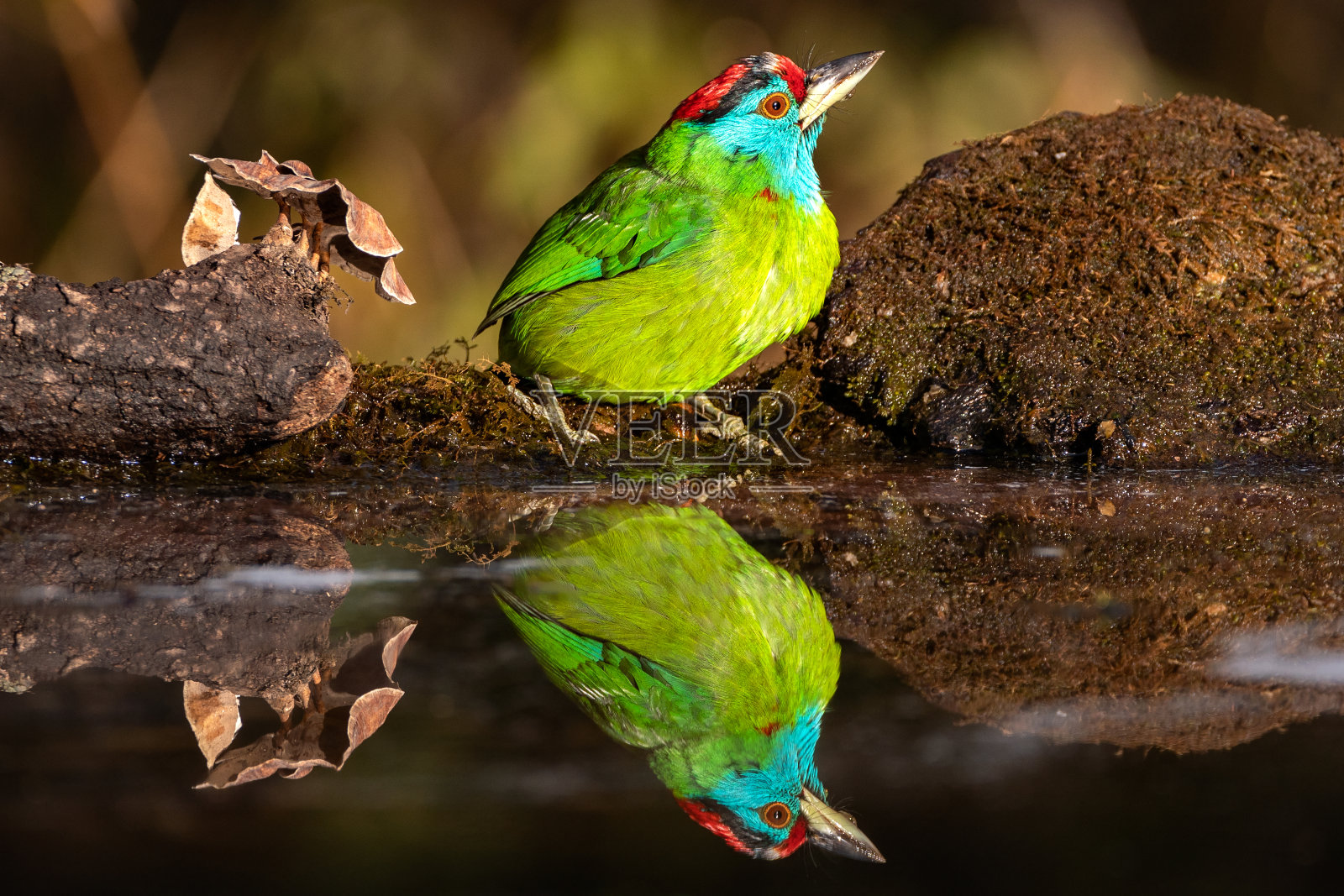 Blue-throated巨嘴鸟照片摄影图片