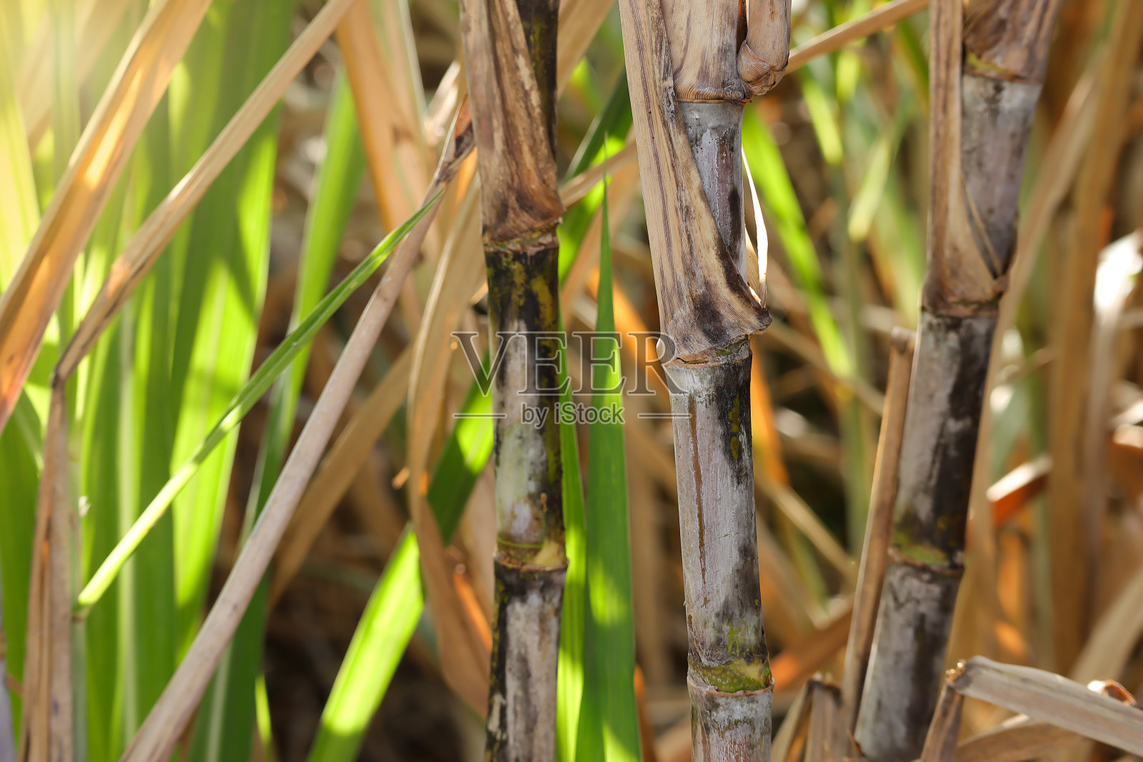 甘蔗在地里生长。甘蔗或甘蔗的特写。照片摄影图片