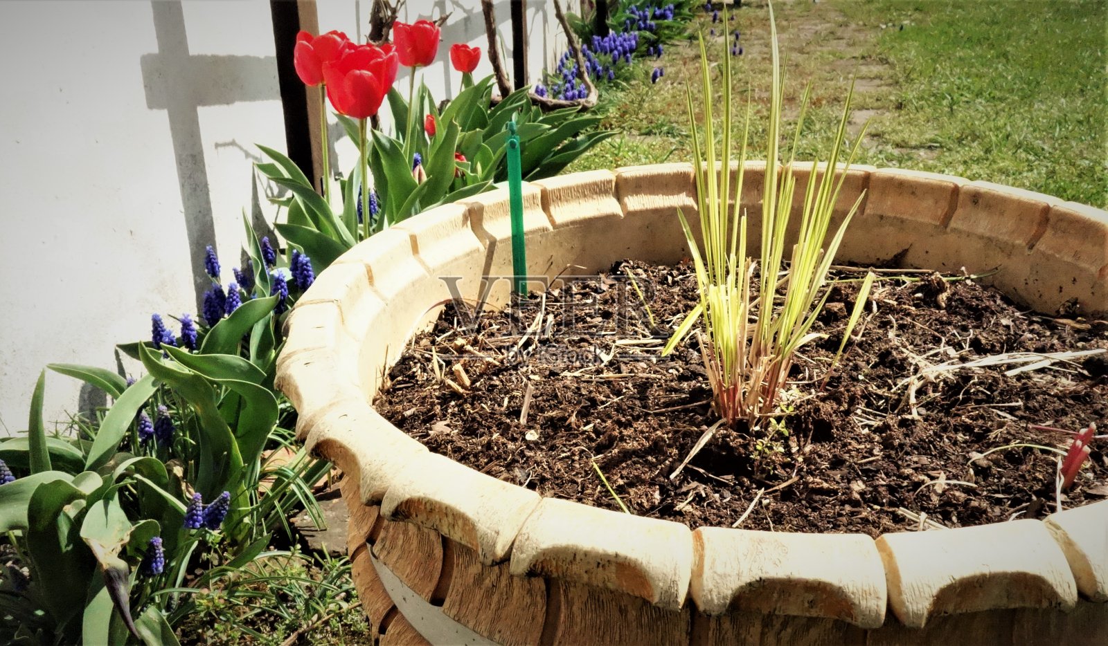 在花盆里开花。照片摄影图片