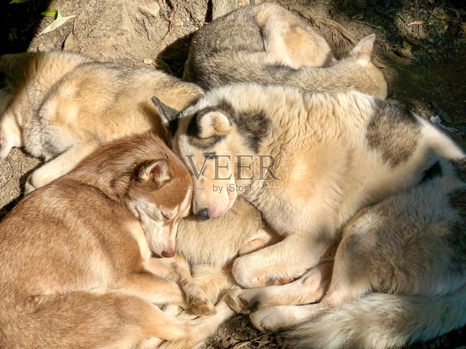 沙哑的家庭照片摄影图片