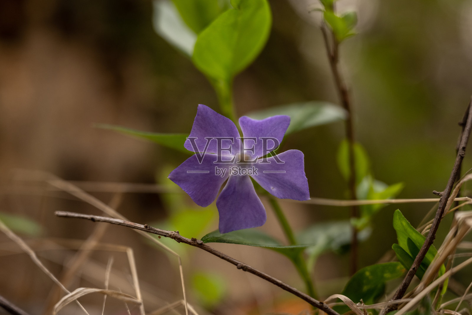 侵入性长春花在温泉春季开花照片摄影图片