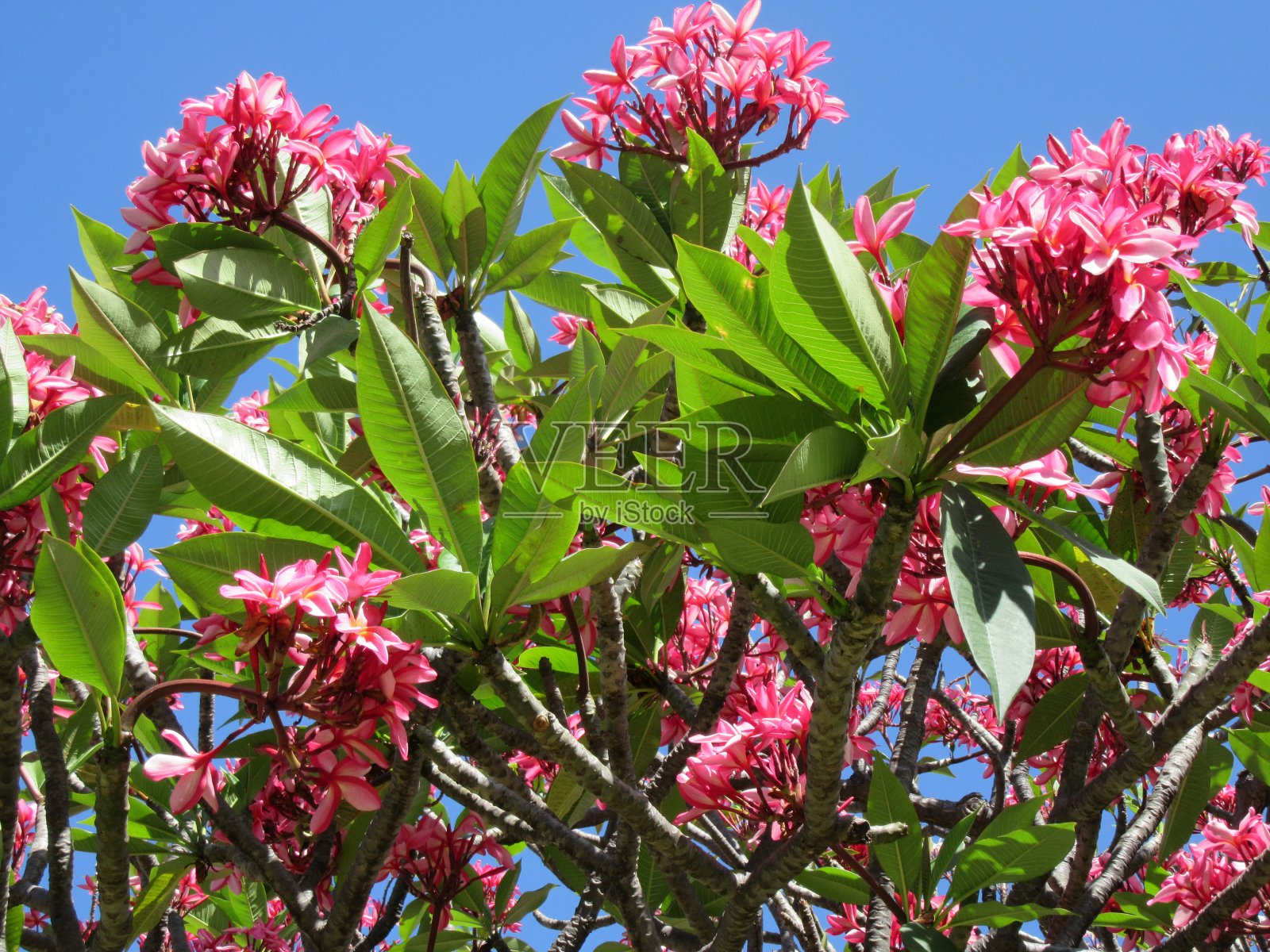 粉色plumeria树照片摄影图片