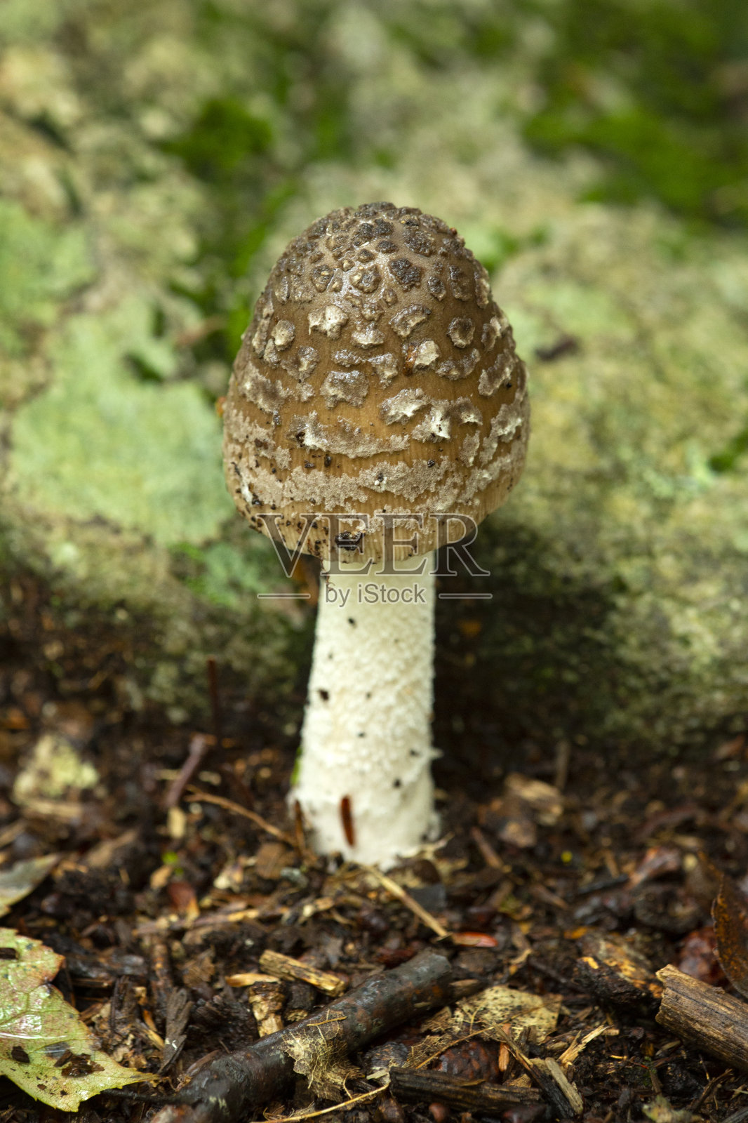 康涅狄格州汉普顿古德温州立森林的豹帽蘑菇。照片摄影图片