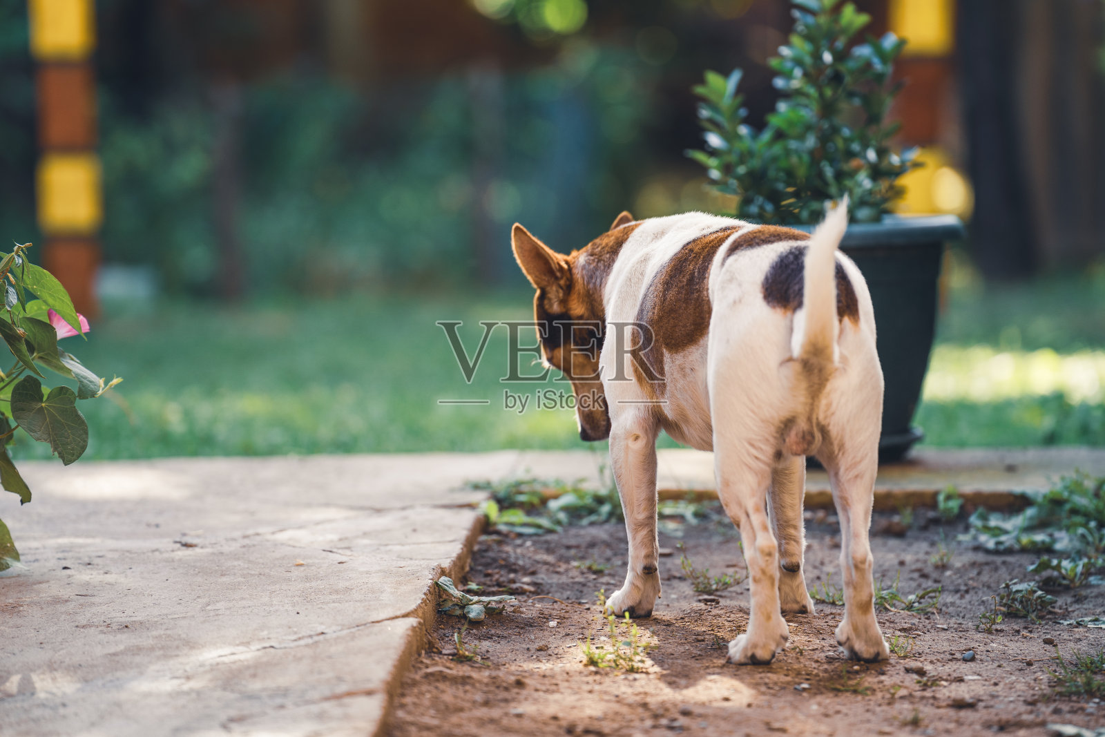 从后面看,一只可爱的小狗站在花园里的地上照片摄影图片