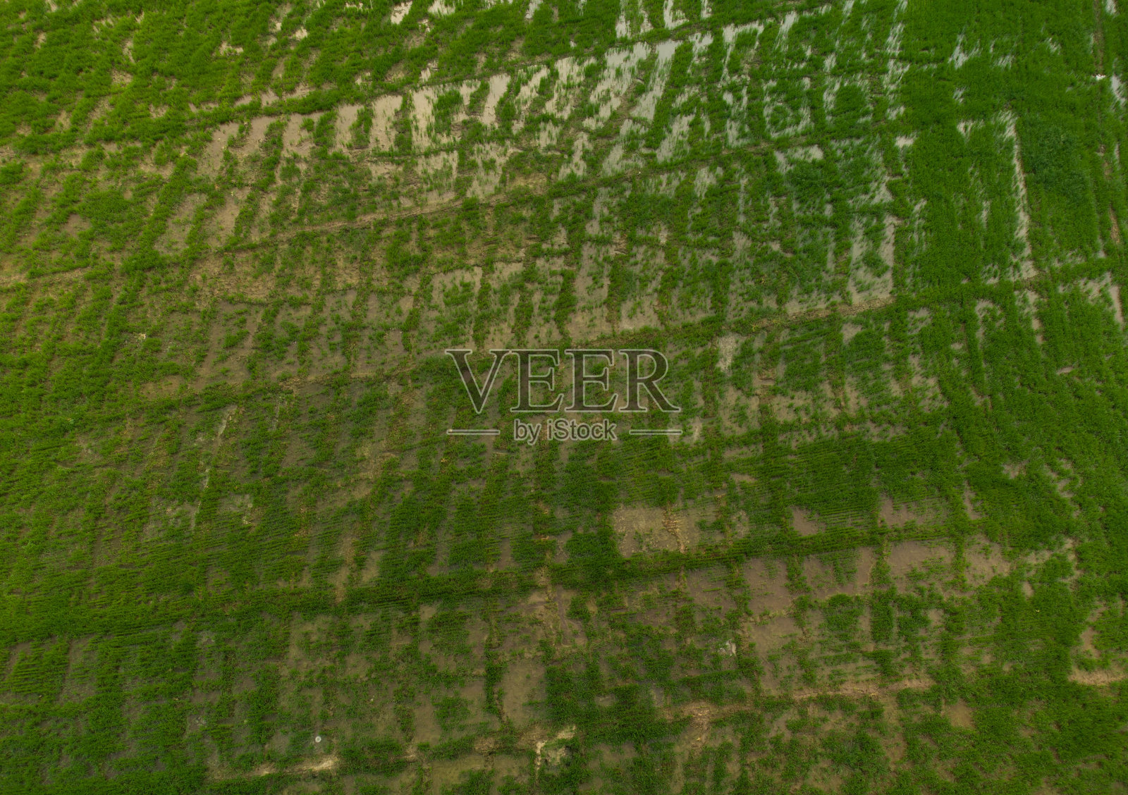 农业及水稻作物照片摄影图片