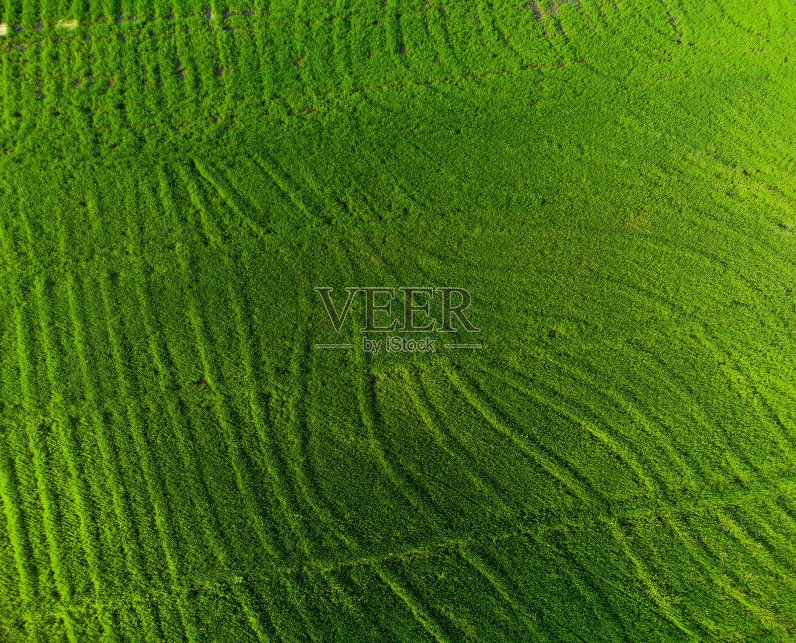 水稻作物行照片摄影图片