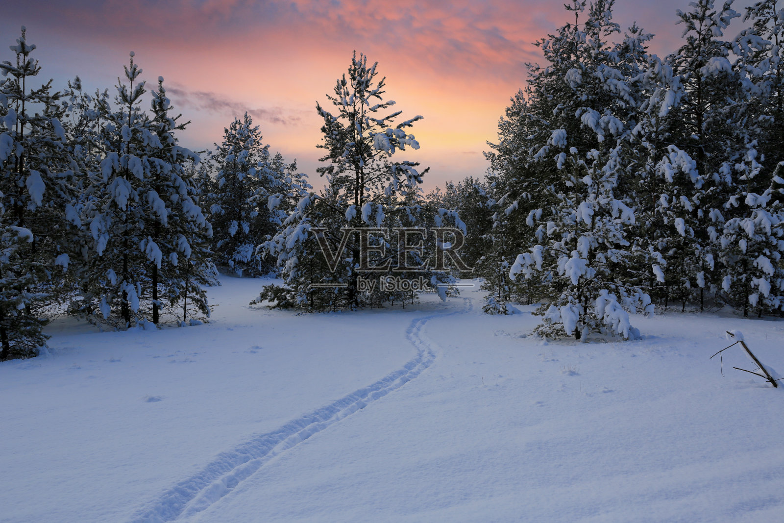 冬季森林小径照片摄影图片