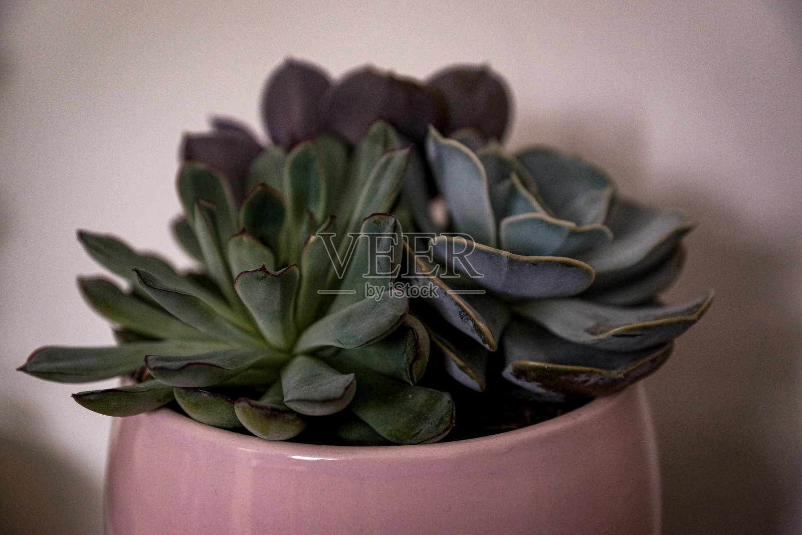 Sempervivum关闭照片摄影图片