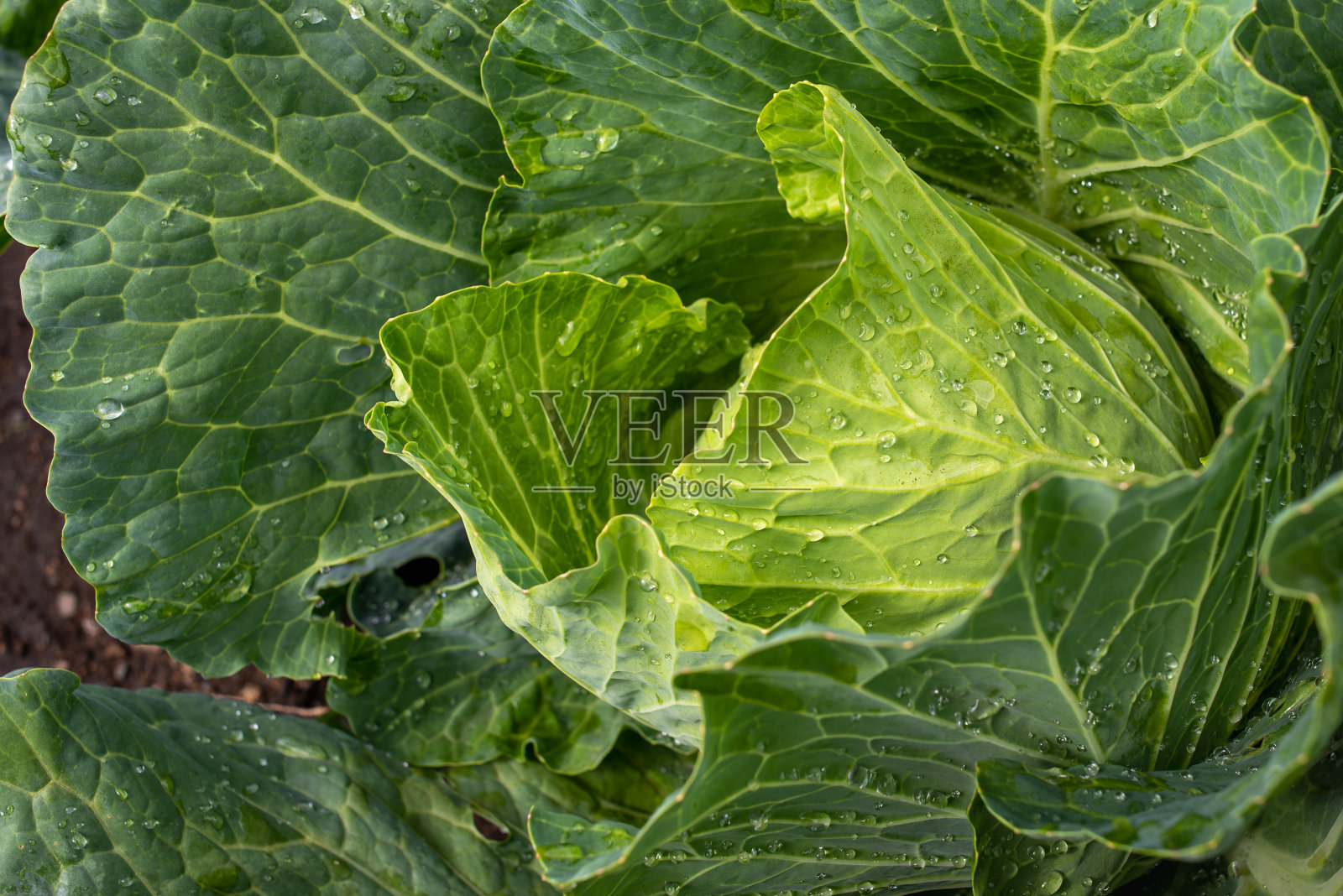 新鲜的卷心菜特写。食品的背景照片摄影图片