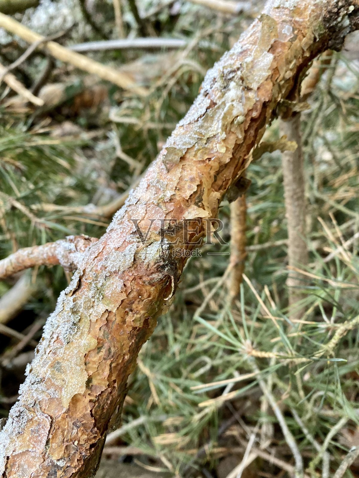 结霜的松树,树皮很紧照片摄影图片