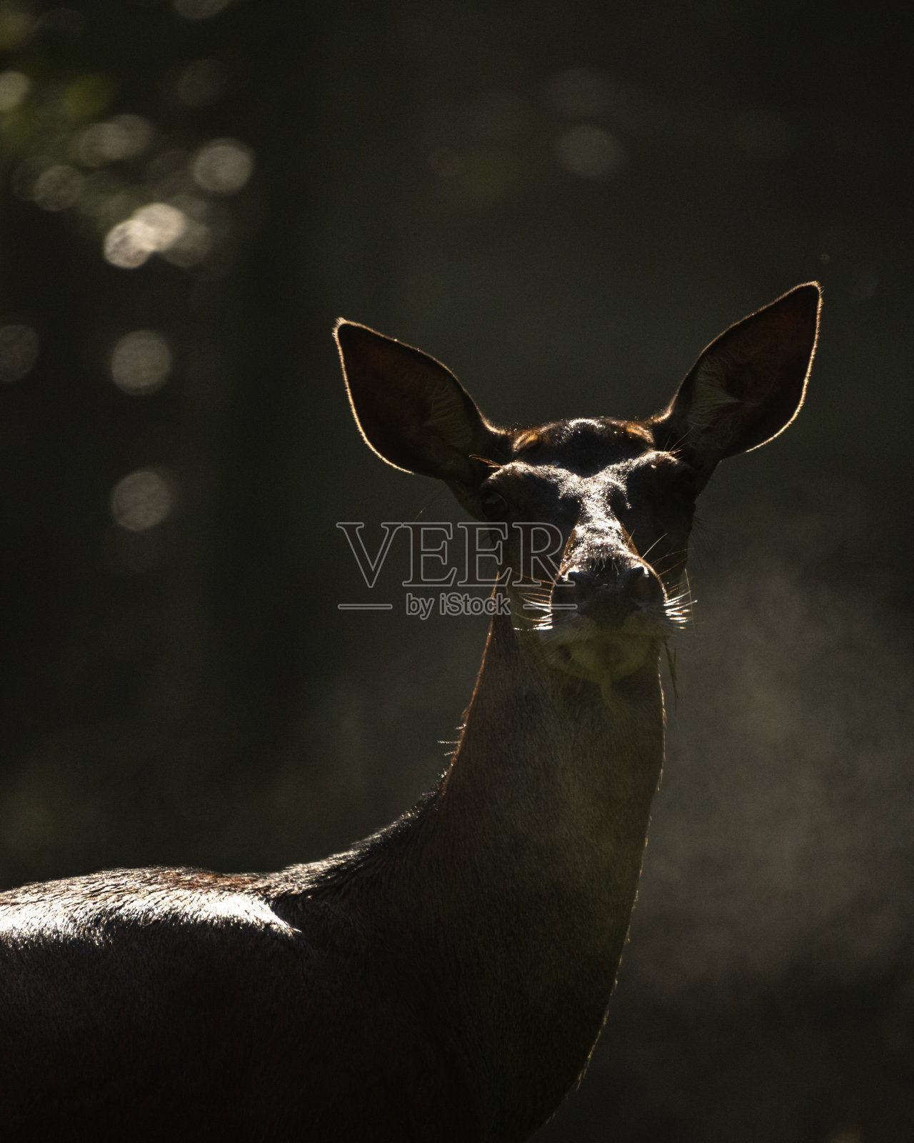 赤鹿(Cervus elaphus),比斯兹扎迪山脉,喀尔巴阡山脉,波兰。照片摄影图片
