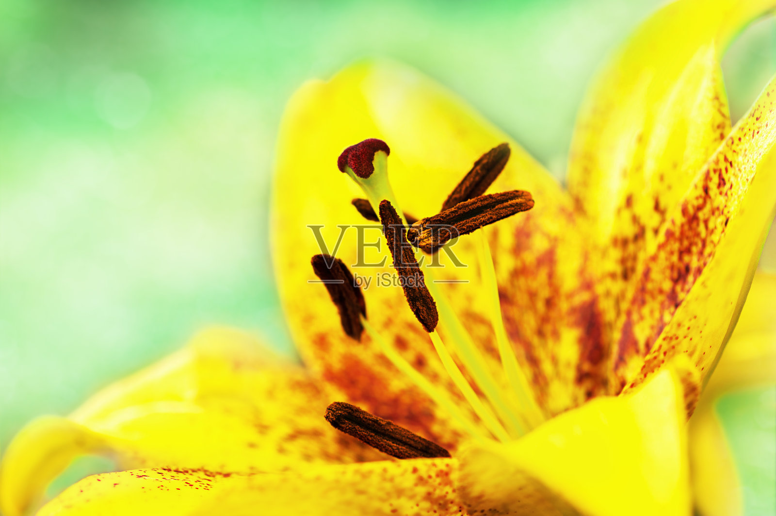 黄色百合的花照片摄影图片