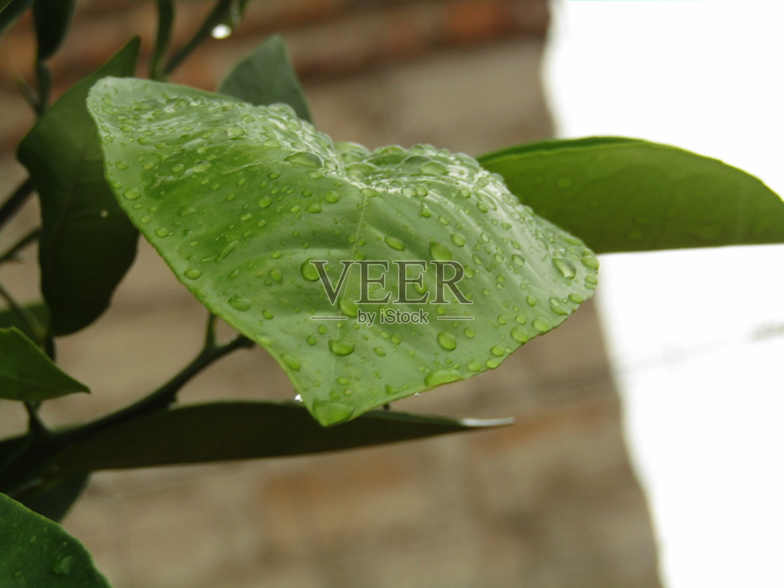 叶照片摄影图片