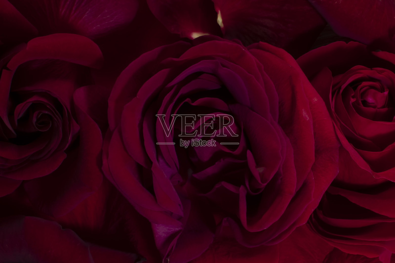 红玫瑰背景。照片摄影图片