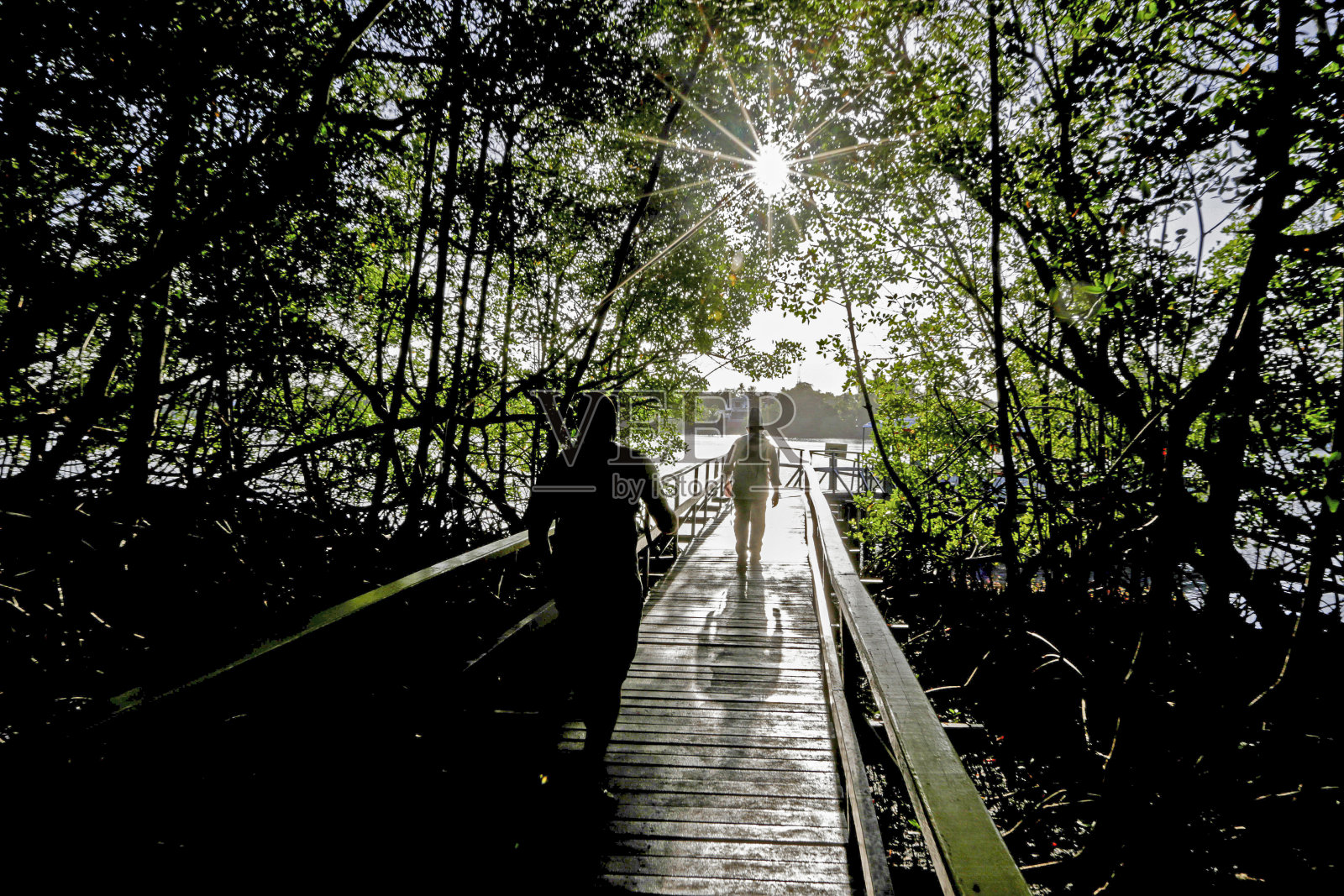 有背光人的红树林照片摄影图片