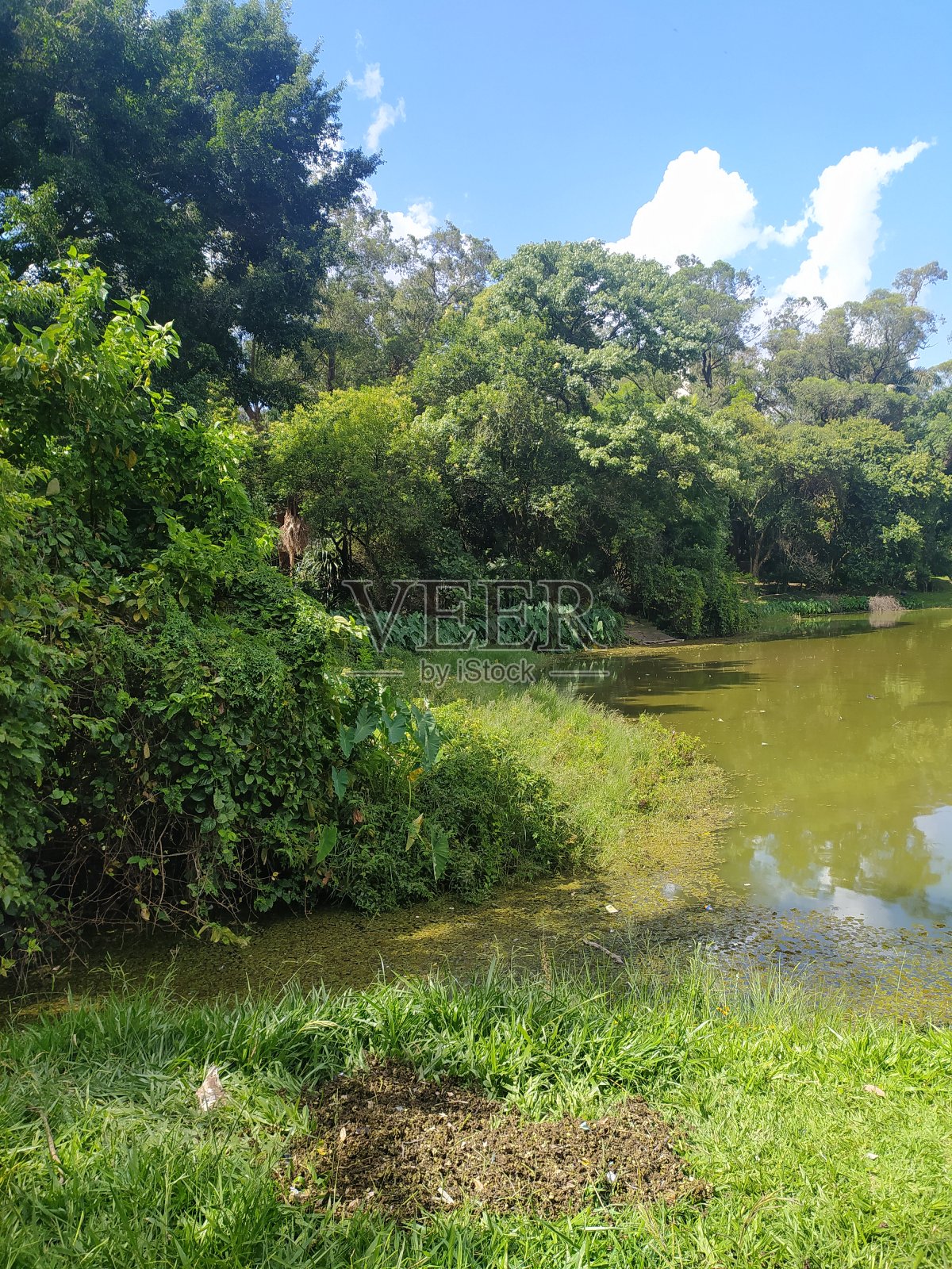 在一个阳光明媚的夏日里照片摄影图片