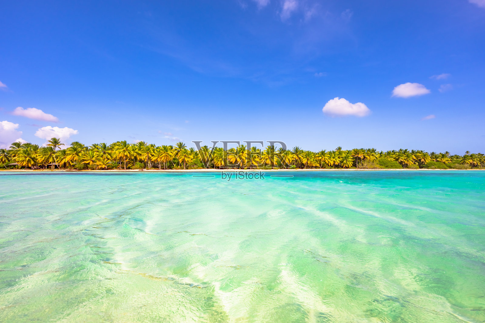 加勒比海的海棕榈树天堂照片摄影图片