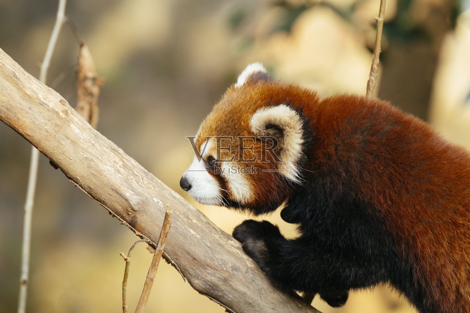 红色成都大熊猫照片摄影图片