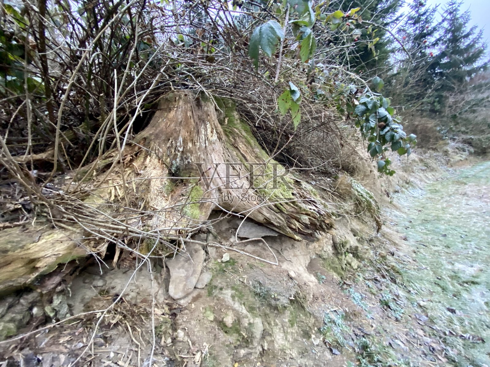 冻僵的树干捷克共和国森林照片摄影图片