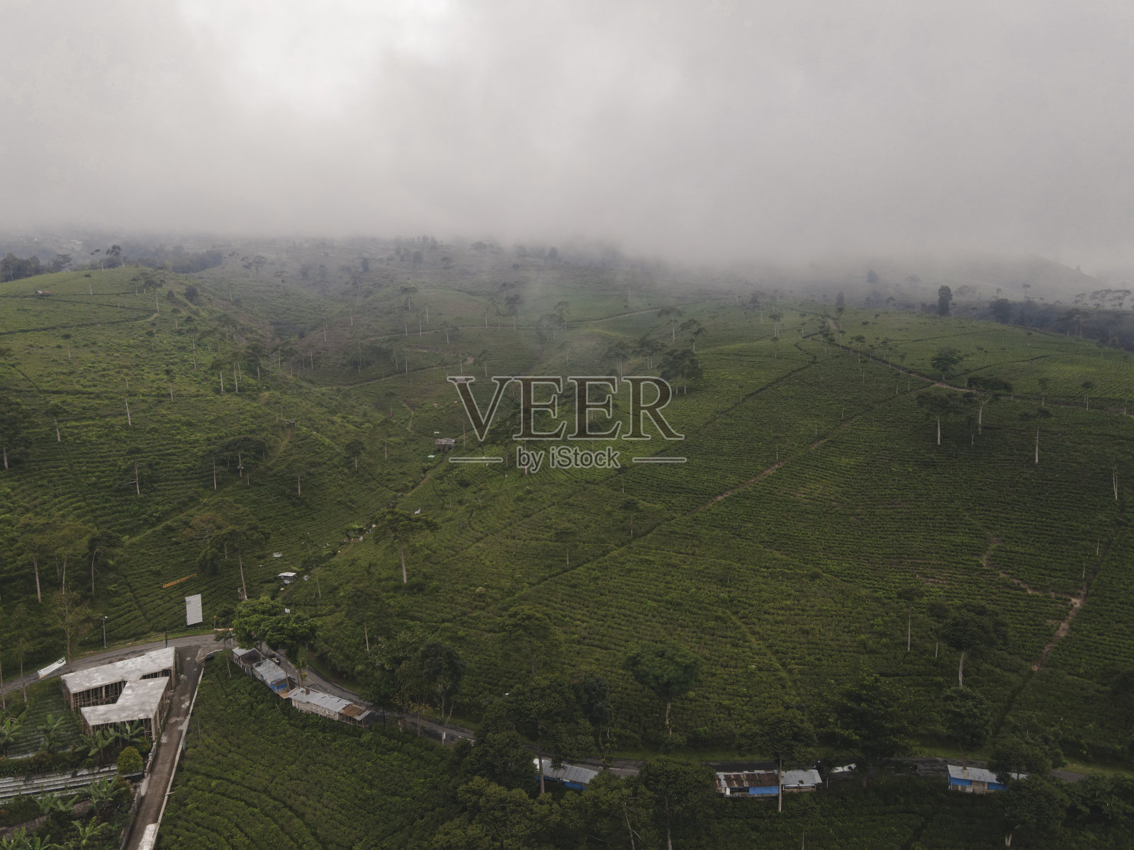 鸟瞰印度尼西亚雾蒙蒙的茶园照片摄影图片