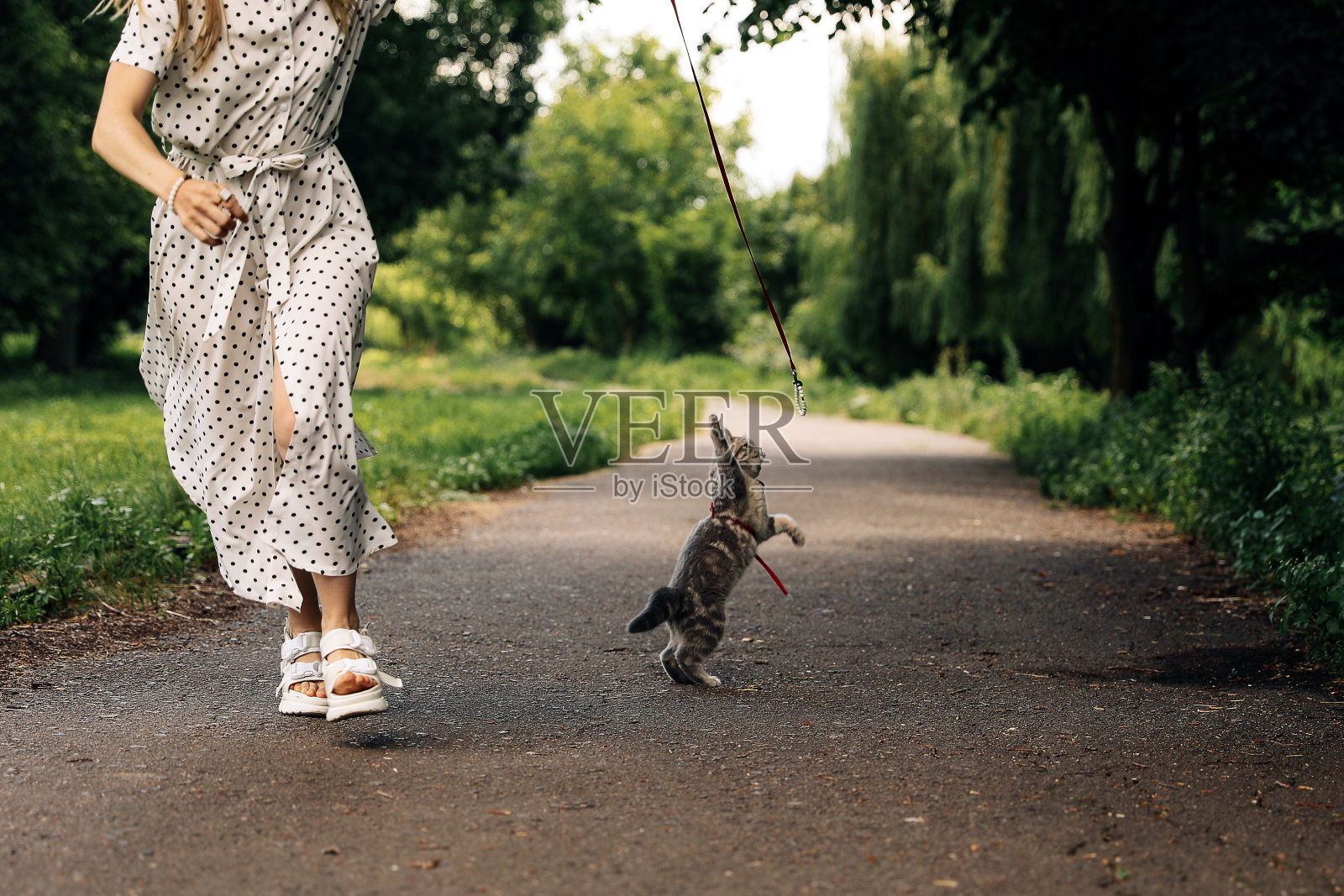 一个女人带着一只小猫在公园里散步照片摄影图片