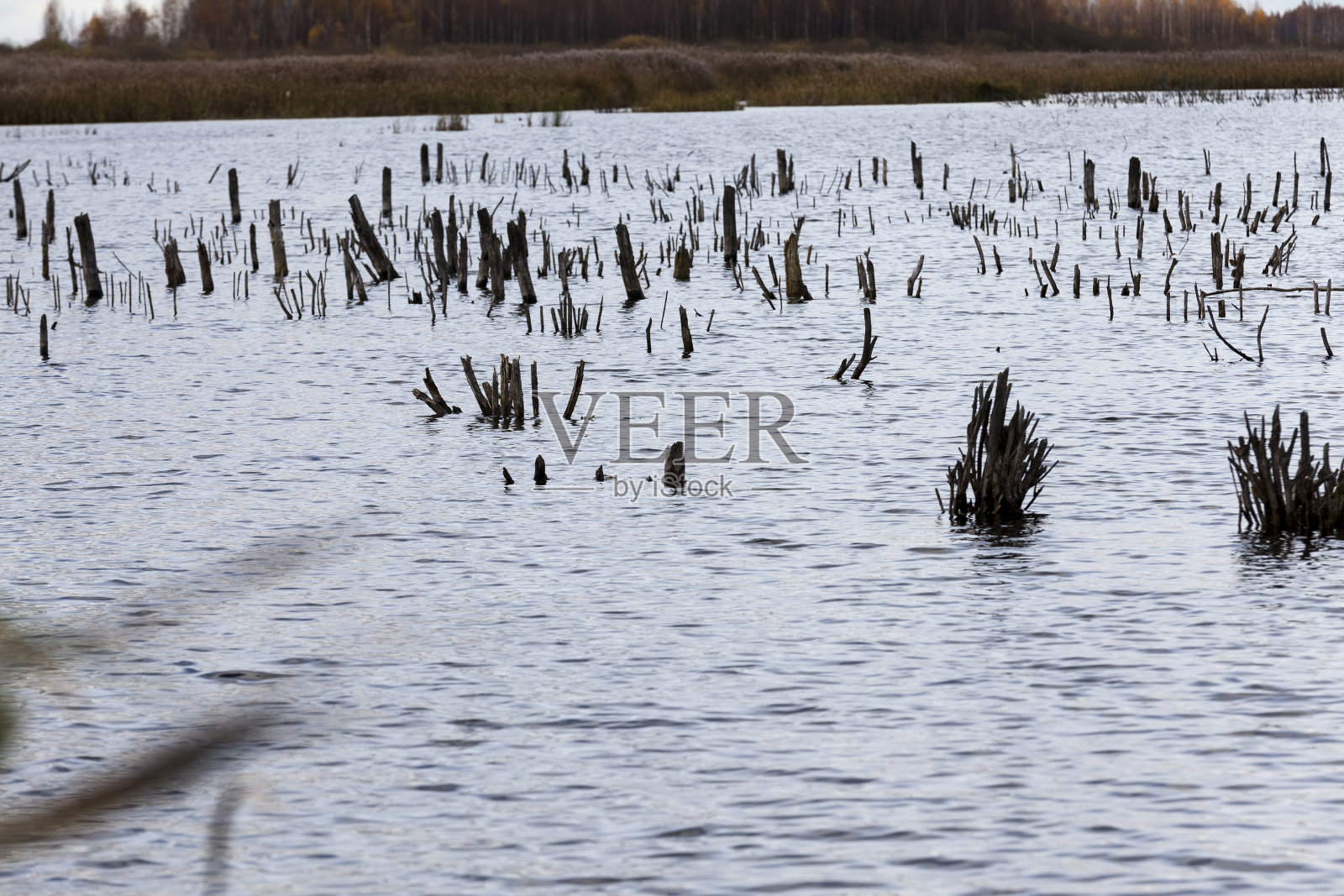 湖上的干草照片摄影图片