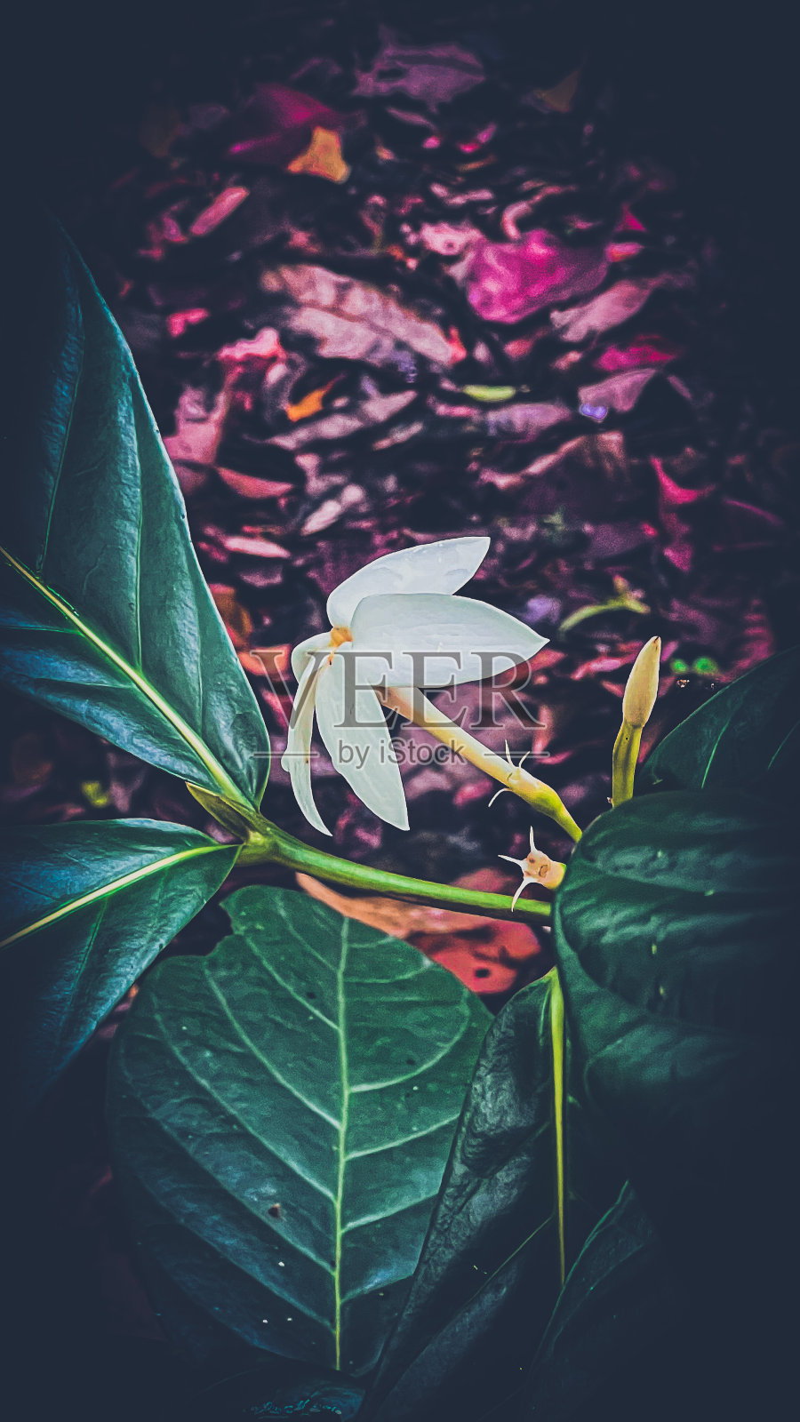 白色的花照片摄影图片