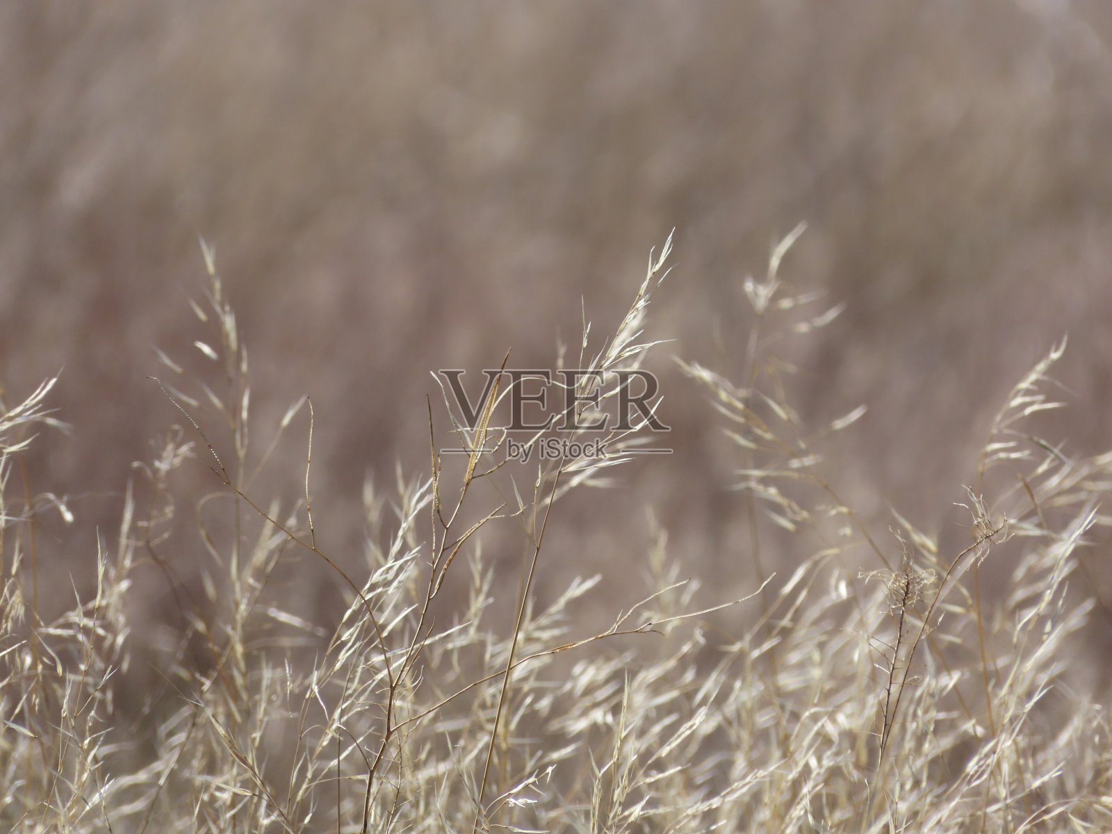 金色的草在田野里。照片摄影图片