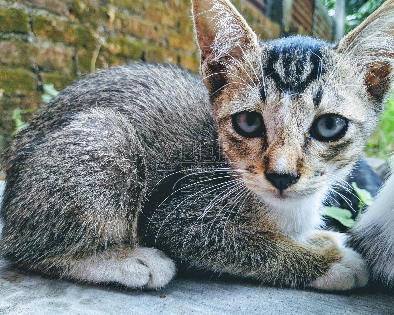 灰色的猫照片摄影图片