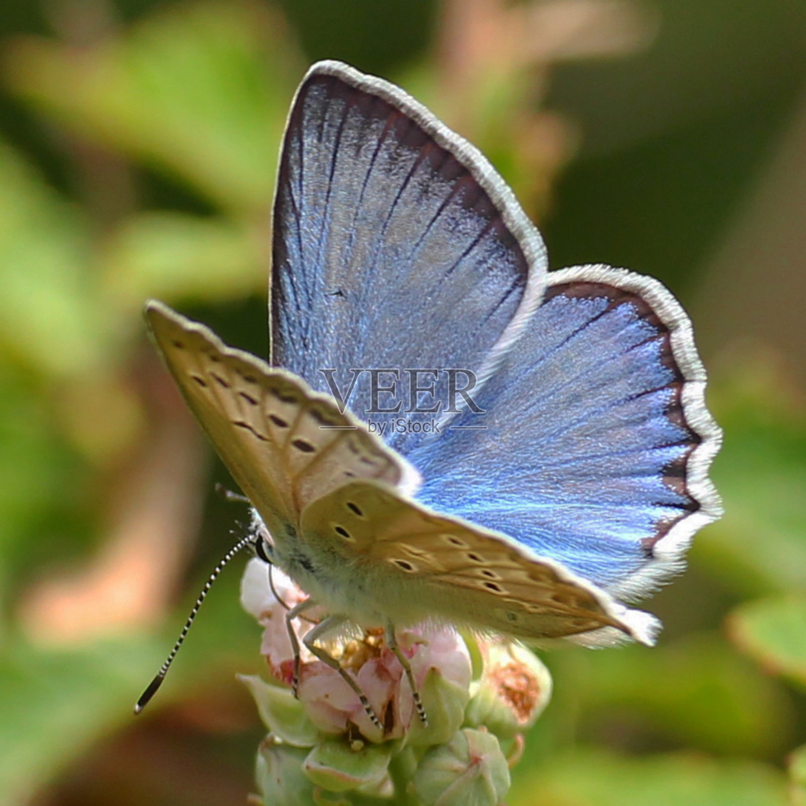 梅利埃格是蓝色的照片摄影图片